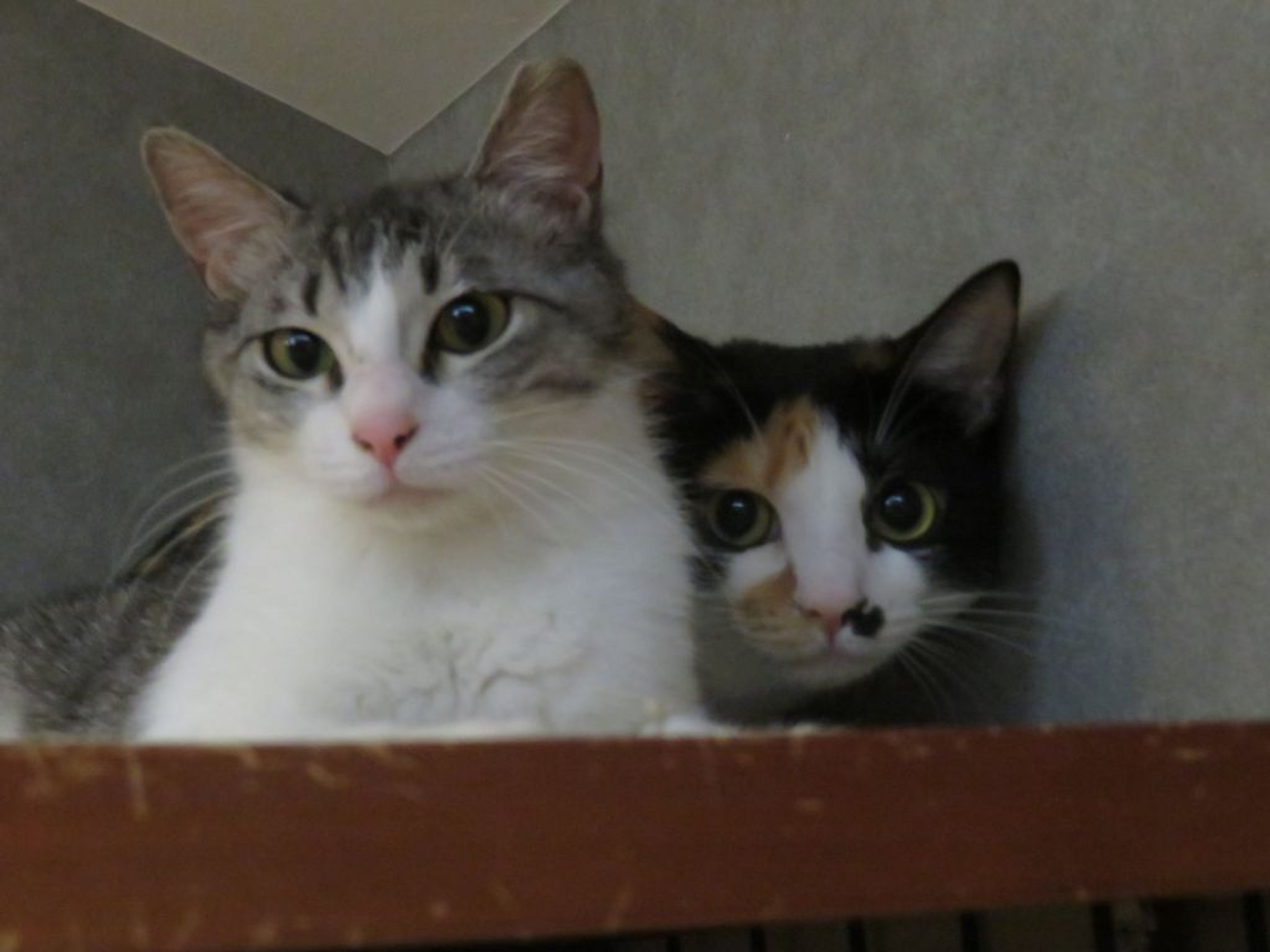 pet-image-4