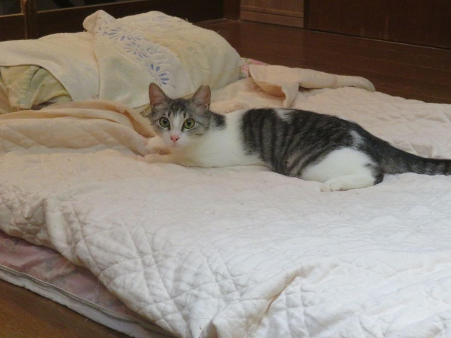 pet-image-5
