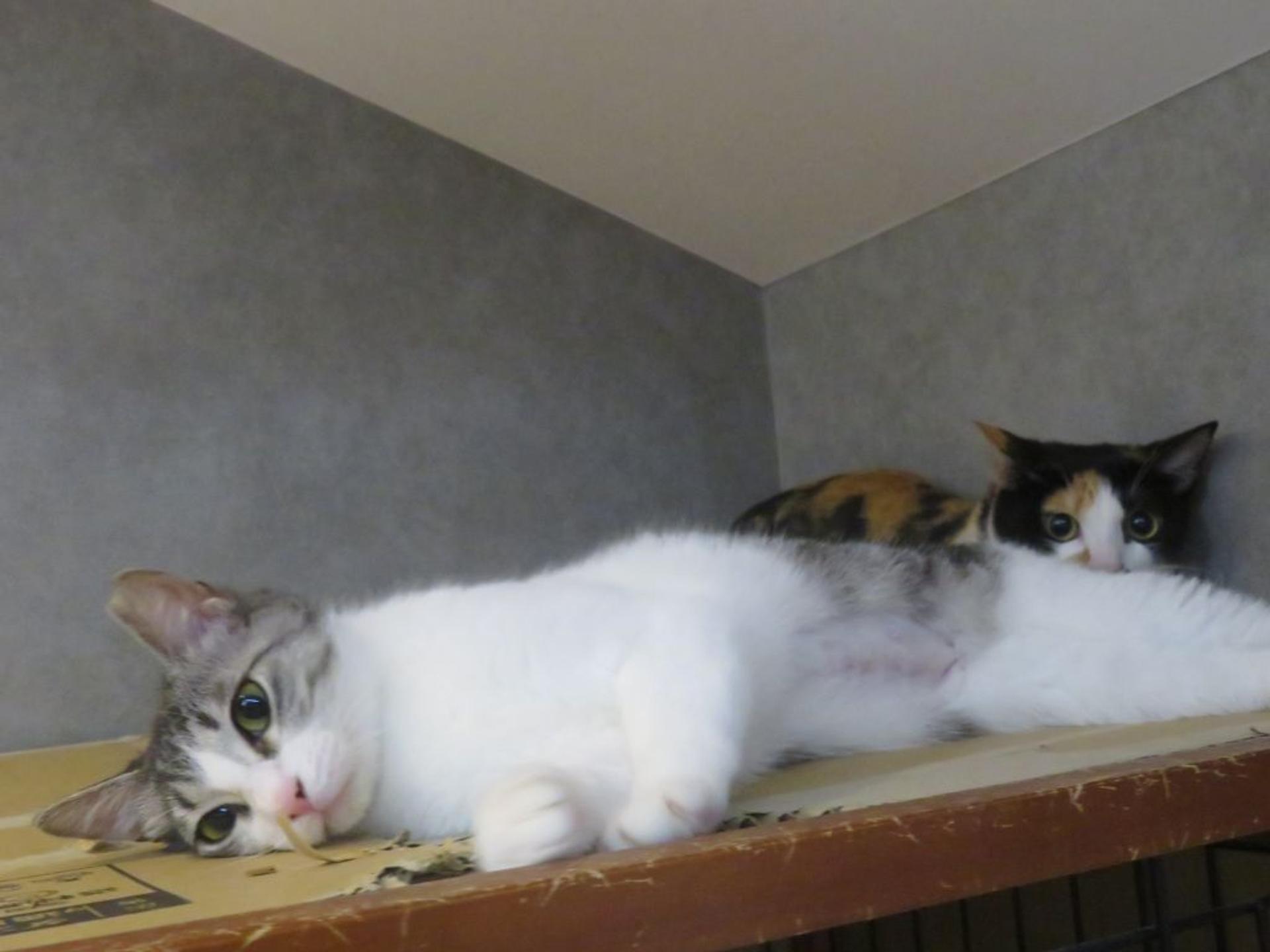 pet-image-6