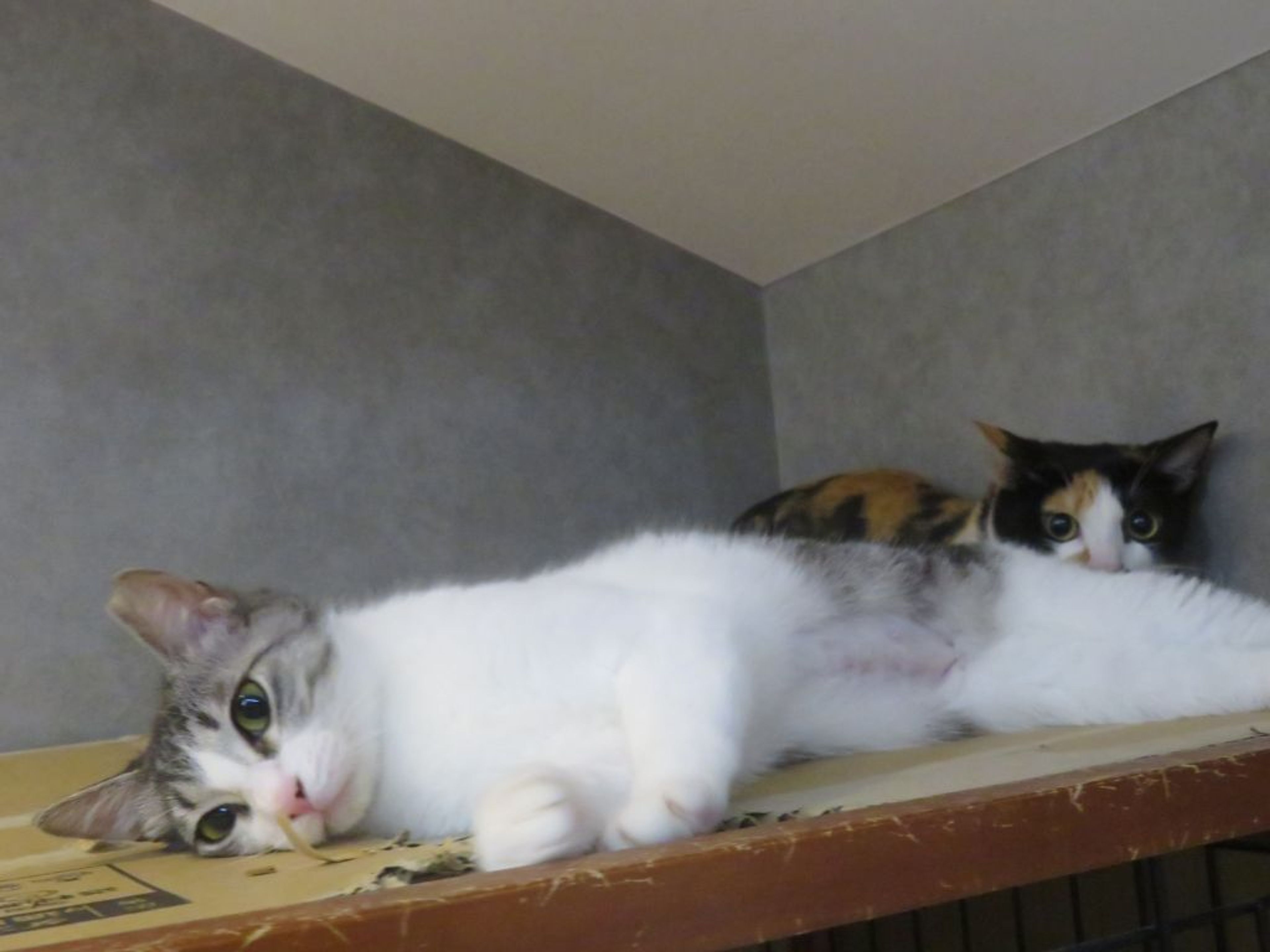 pet-image-6