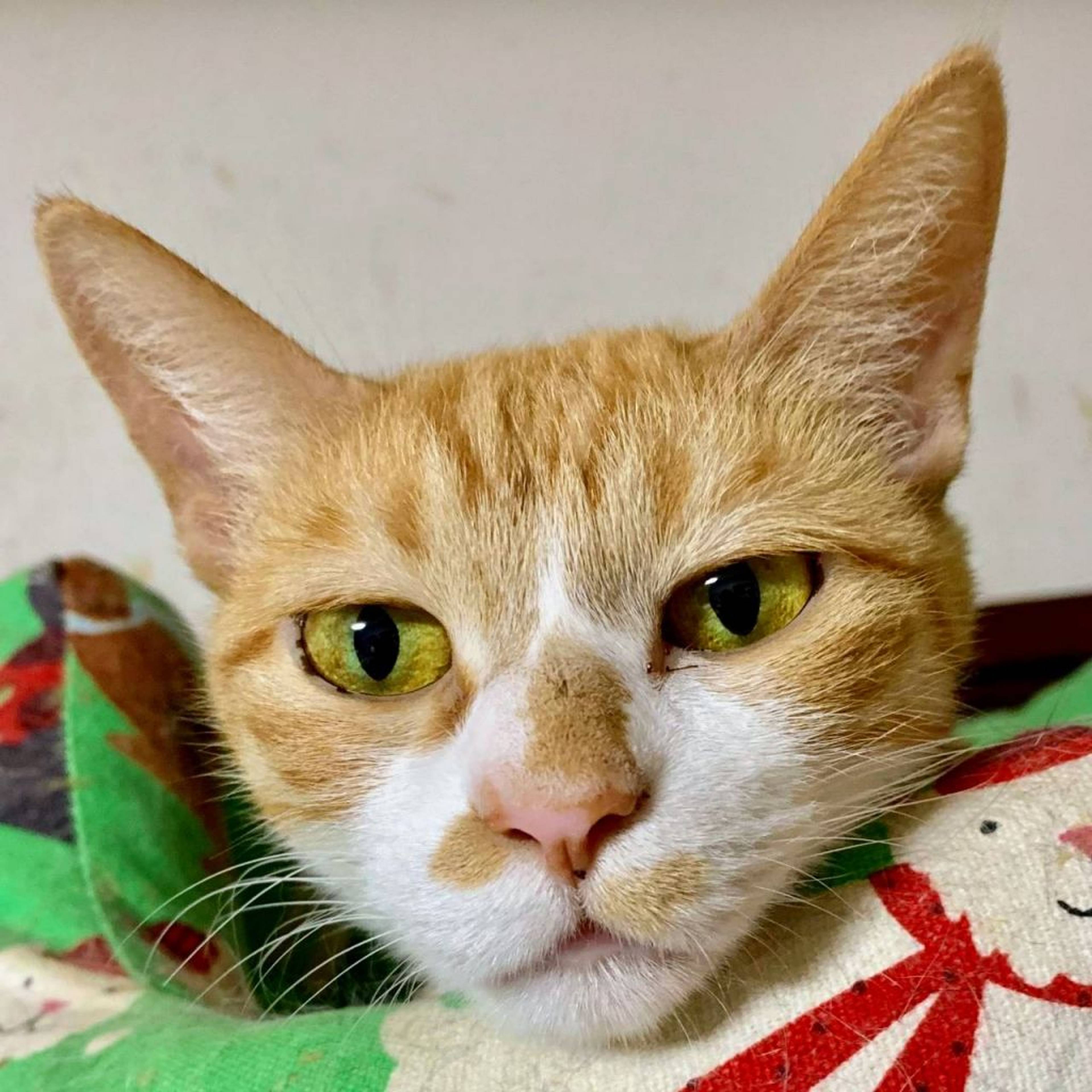 雑種（ミックス猫）・メスの里親募集の写真