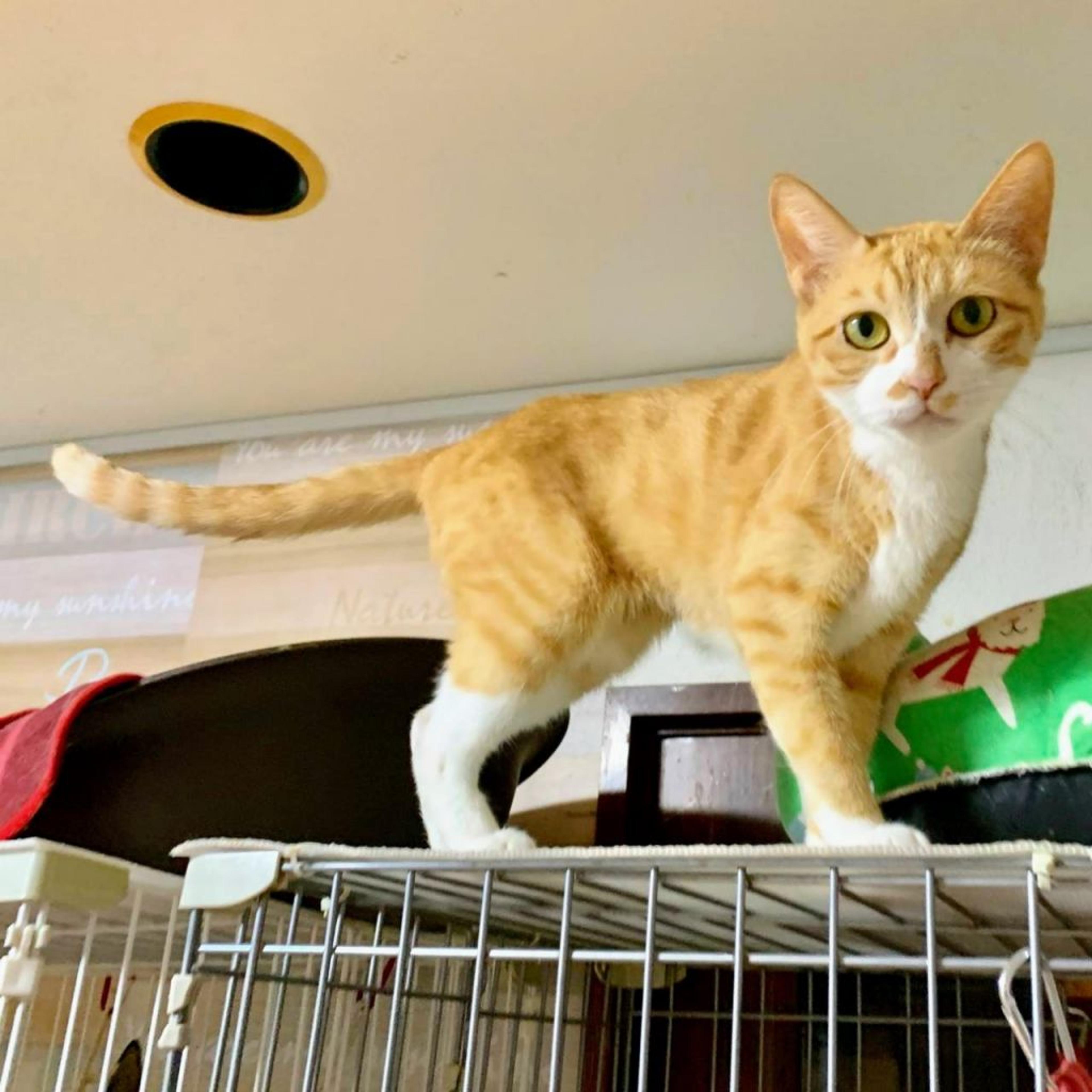 pet-image-2