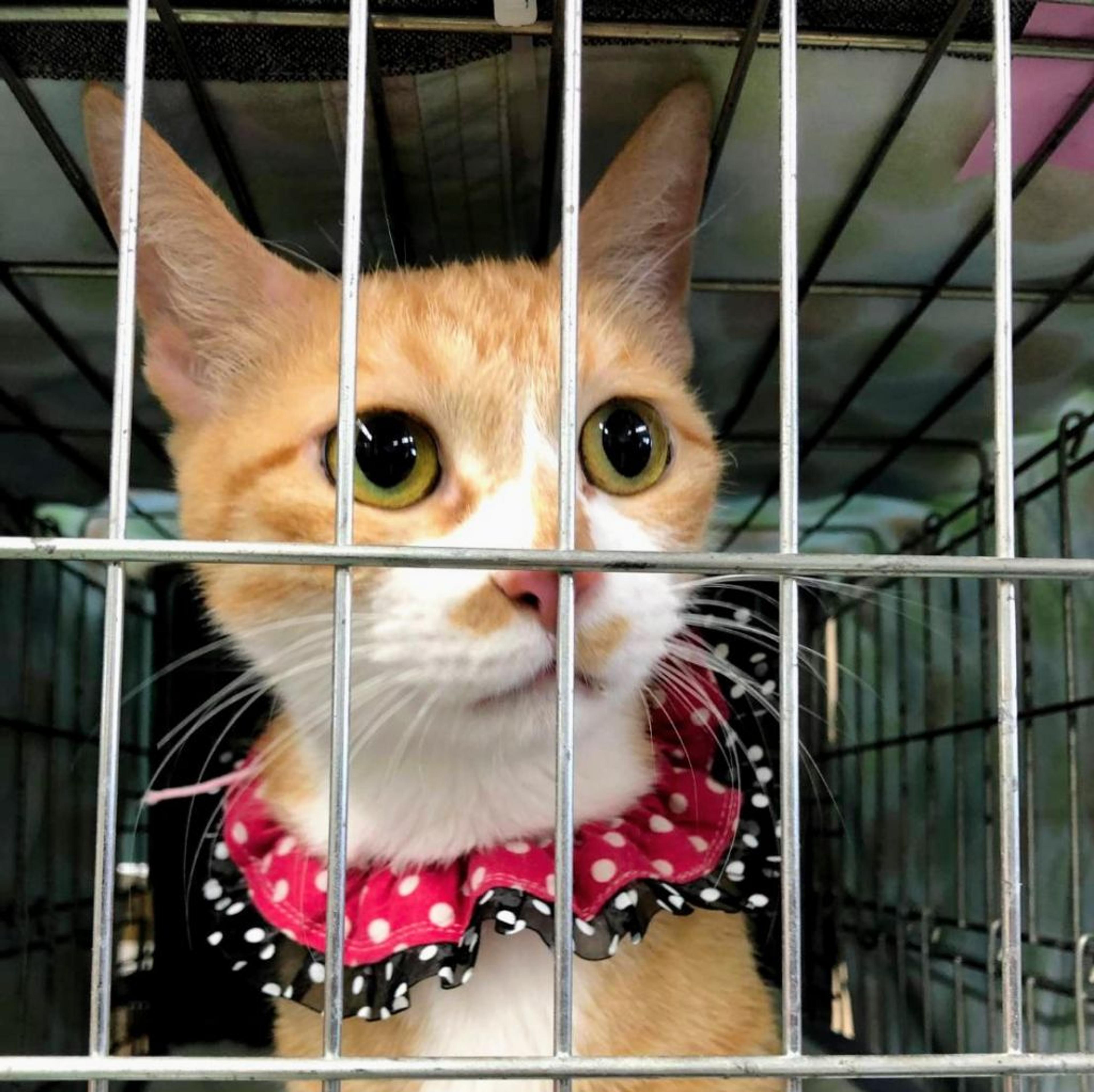 pet-image-3