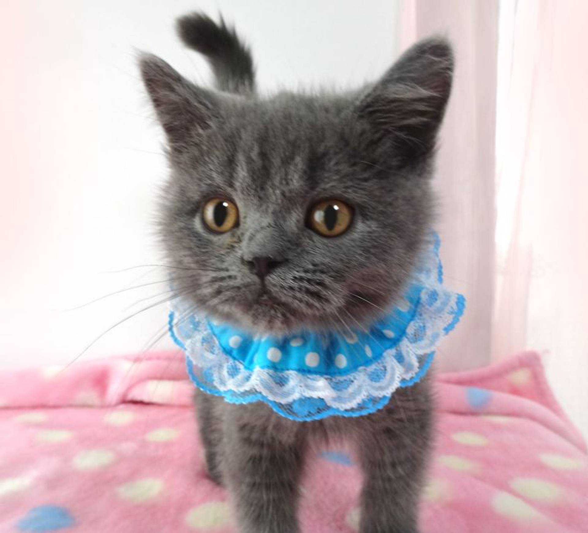 エキゾチックショートヘア・オスの里親募集の写真