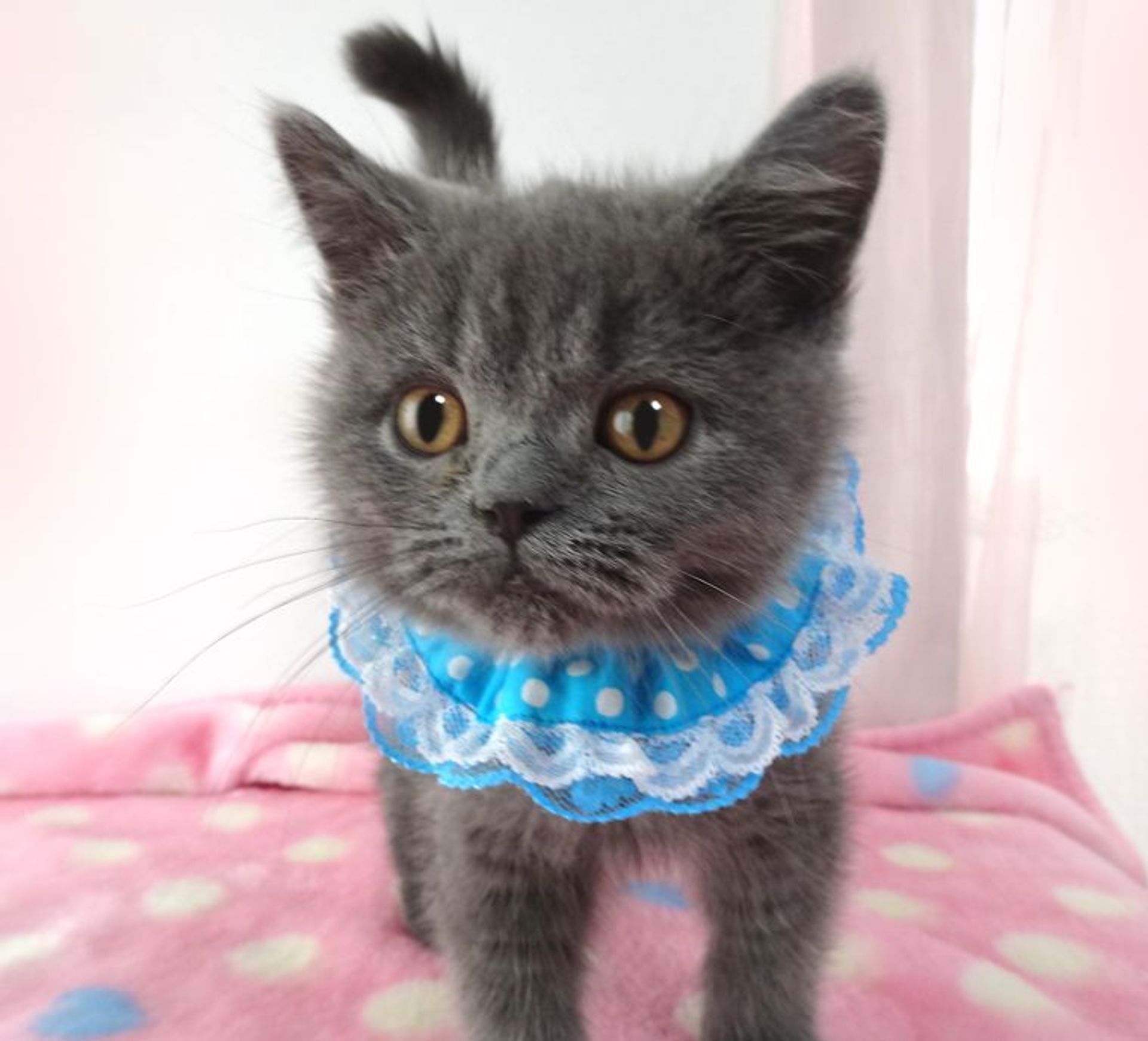 エキゾチックショートヘア・オスの里親募集の写真