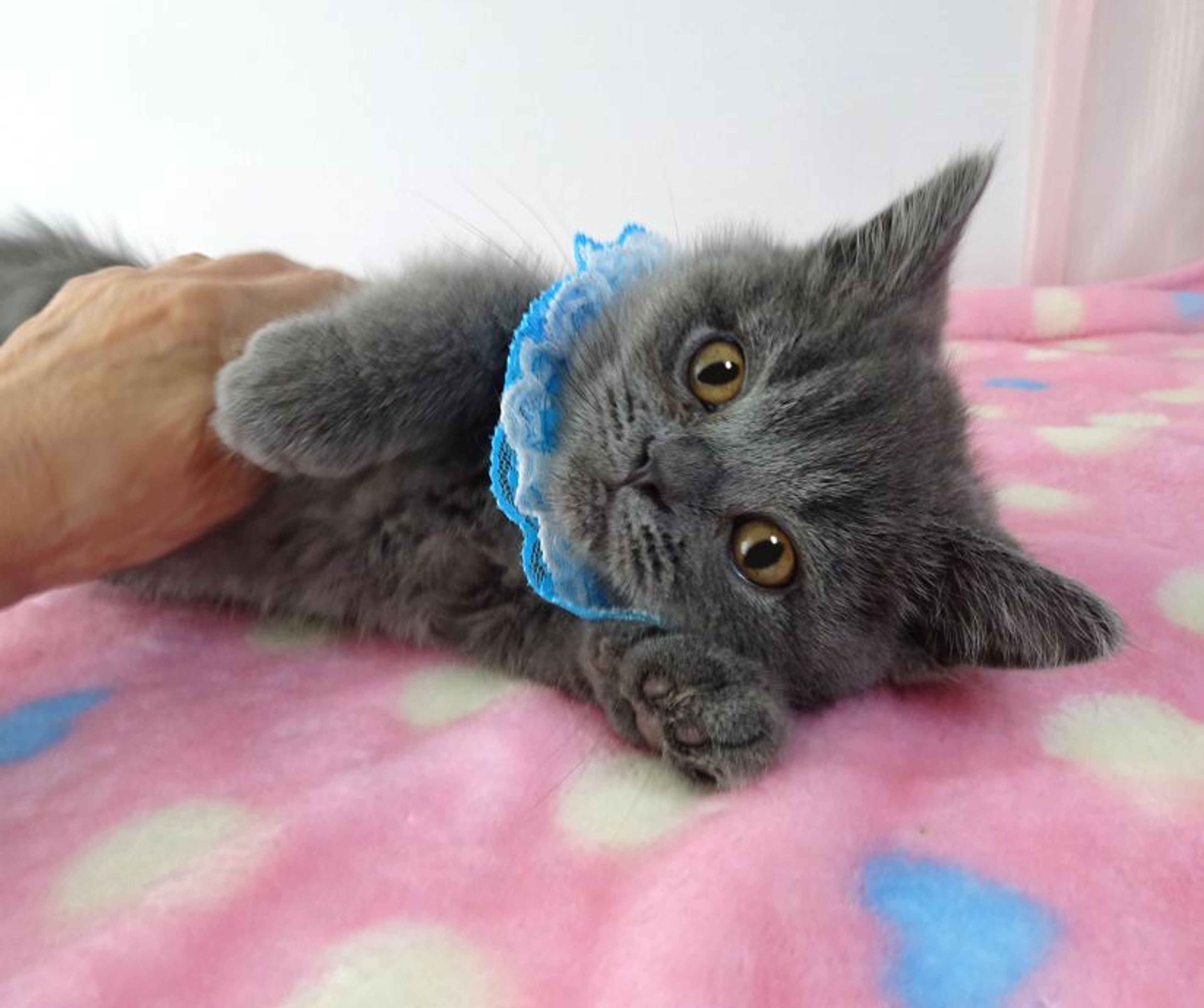pet-image-4