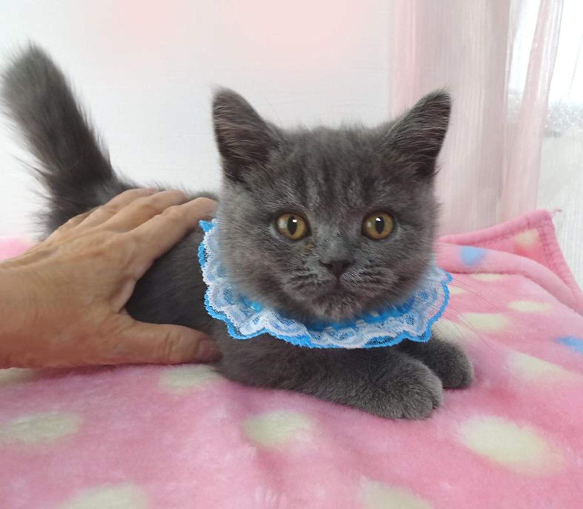 pet-image-5