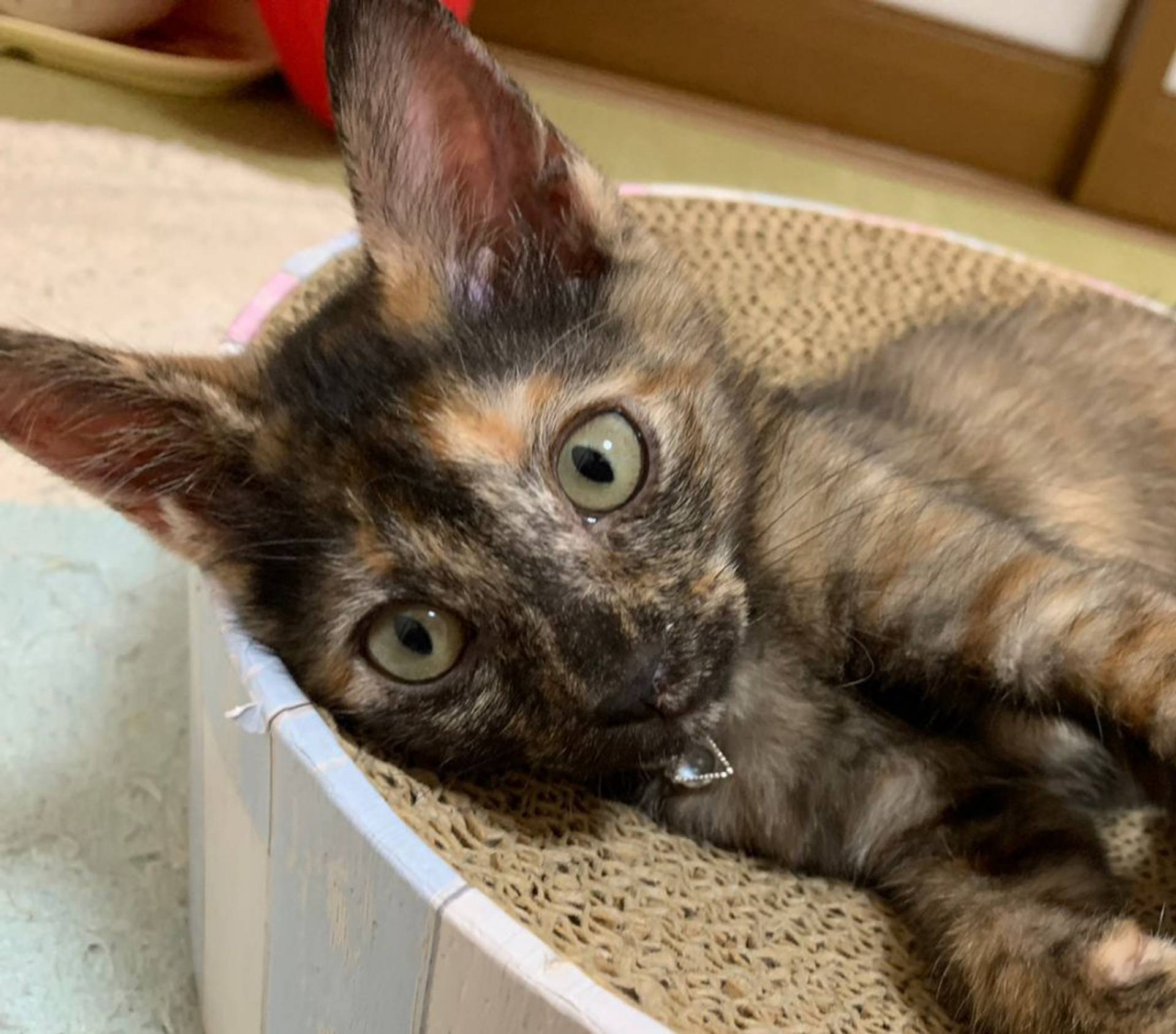 雑種（ミックス猫）・メスの里親募集の写真