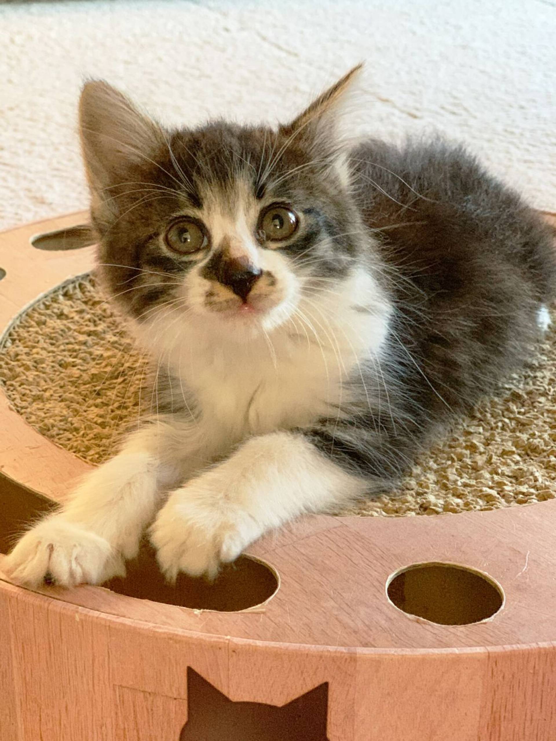 雑種（ミックス猫）・メスの里親募集の写真