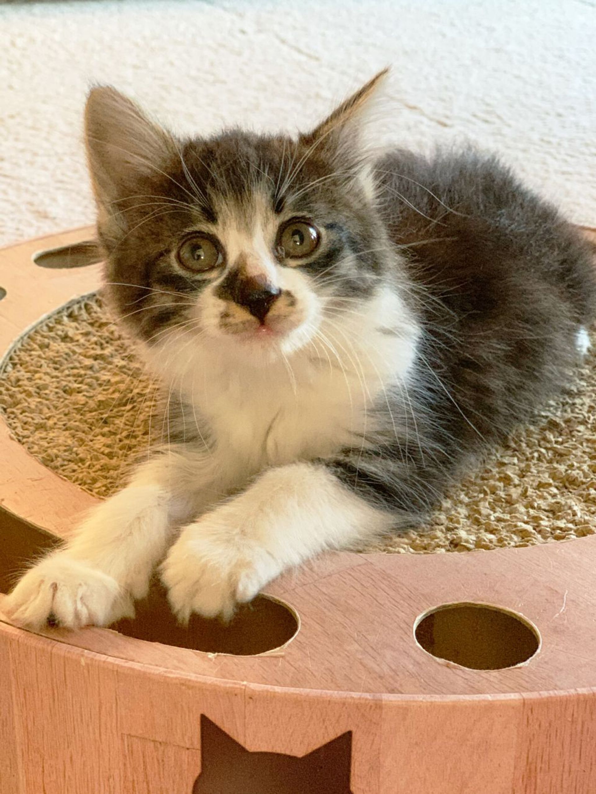雑種（ミックス猫）・メスの里親募集の写真