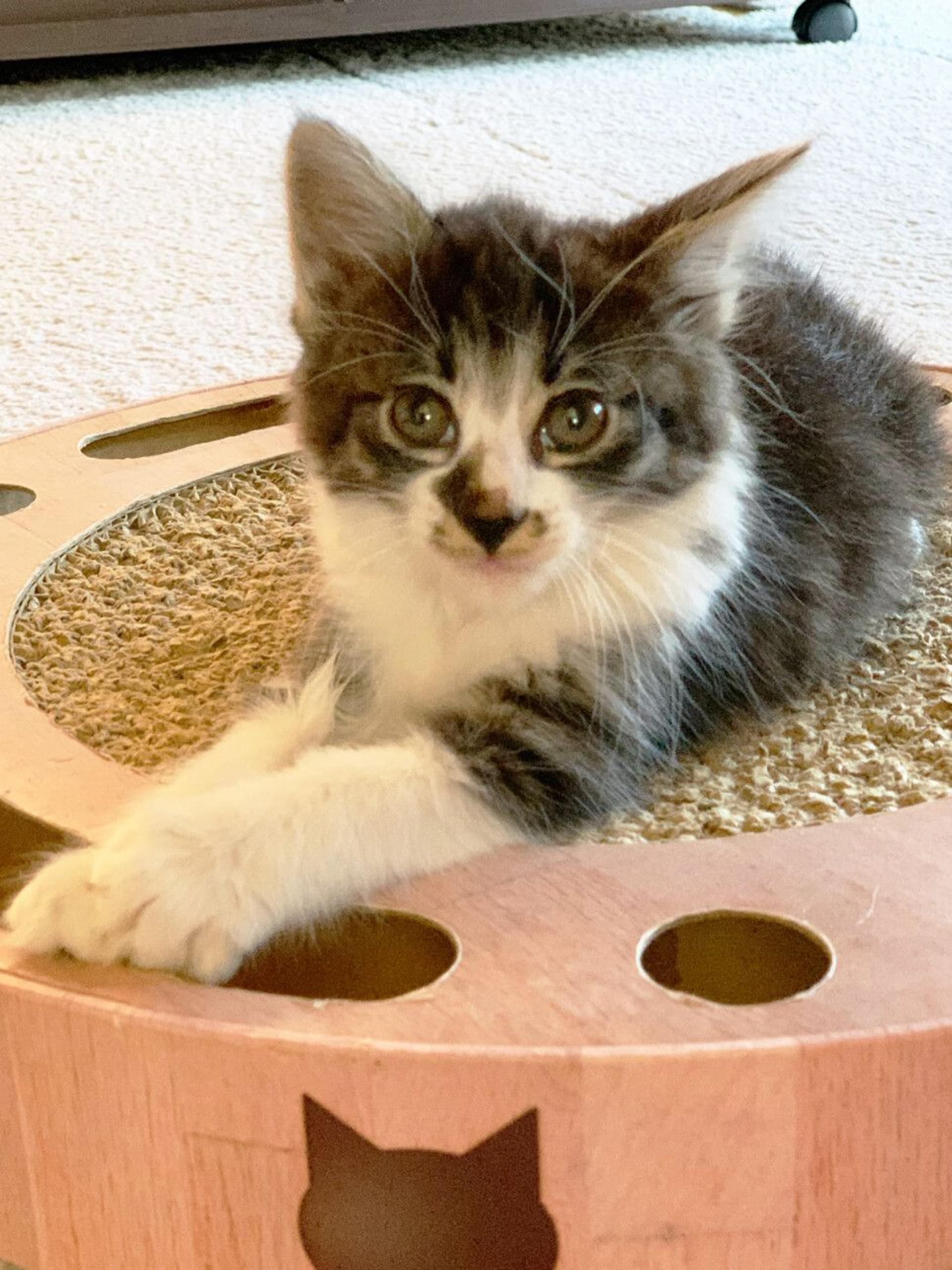 pet-image-2