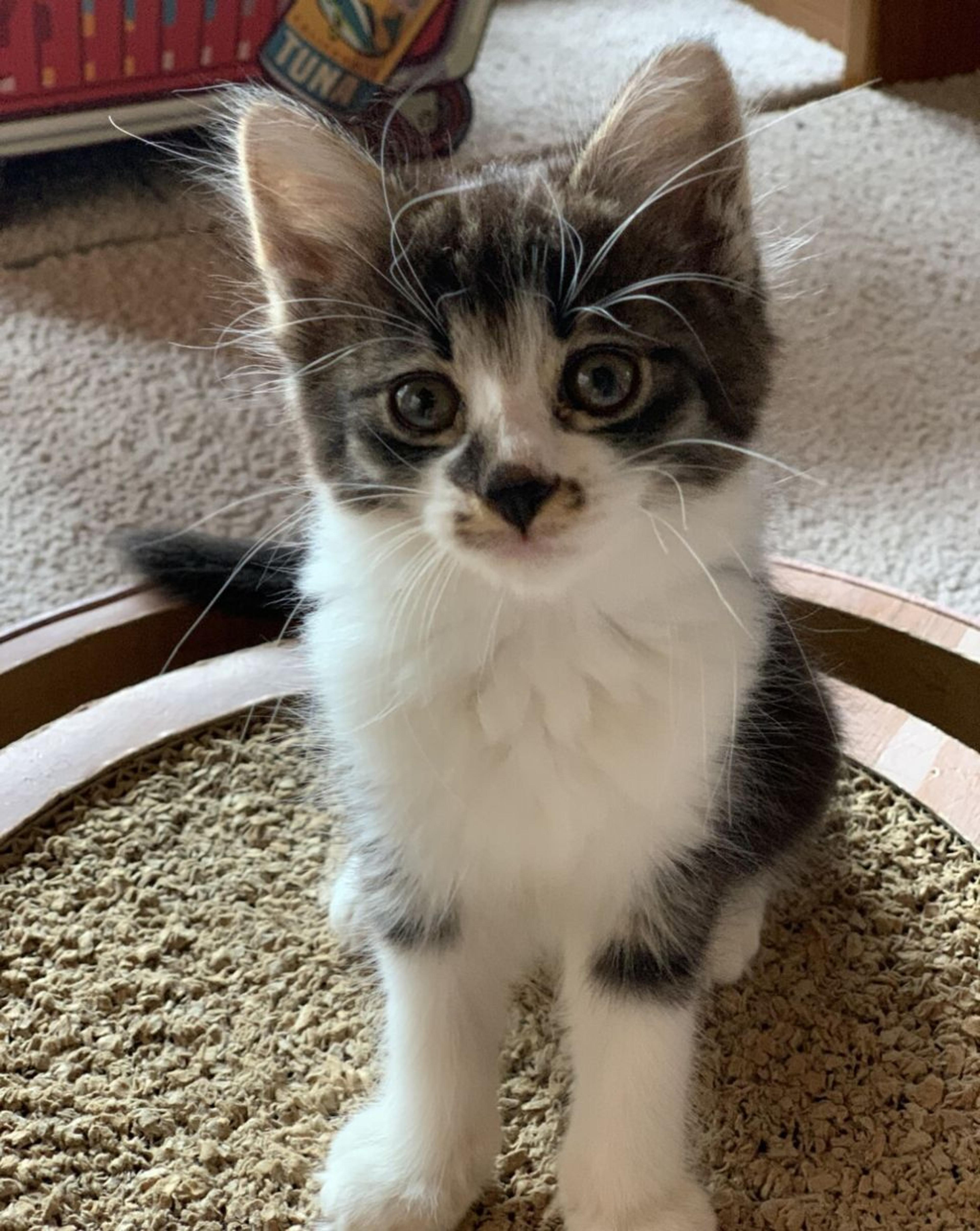 pet-image-3