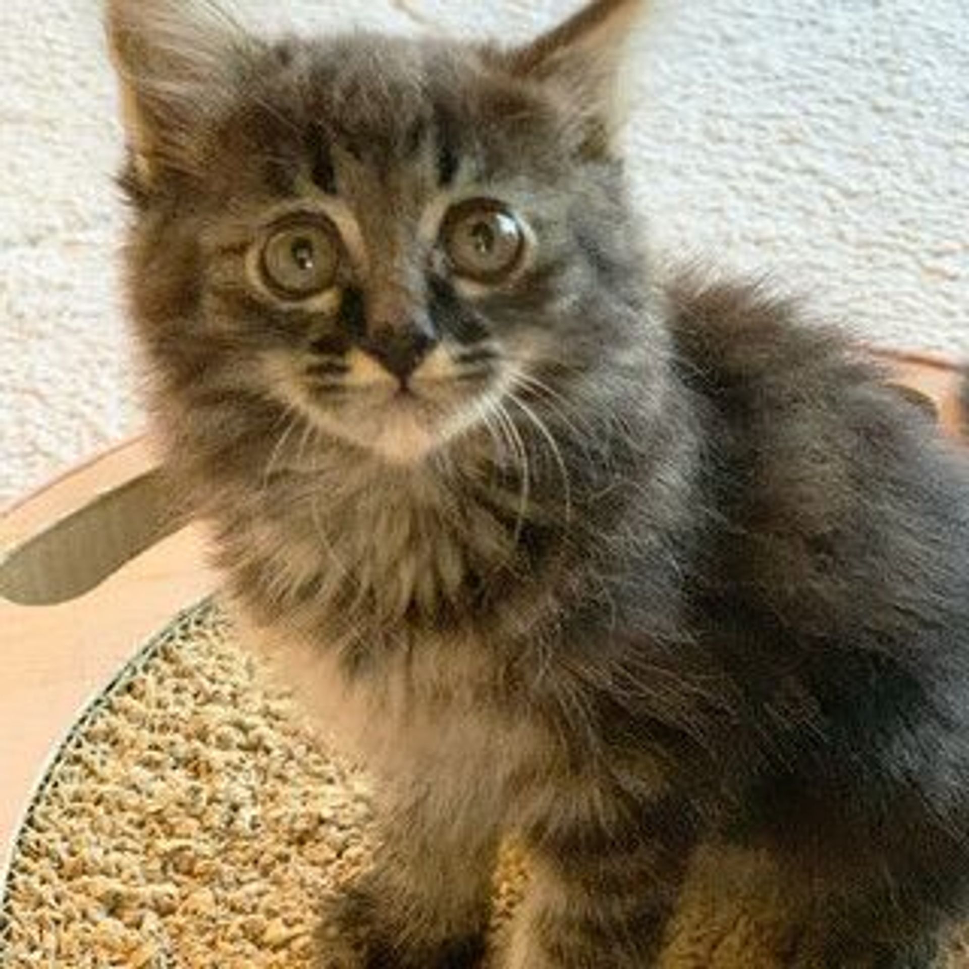 雑種（ミックス猫）・メスの里親募集の写真
