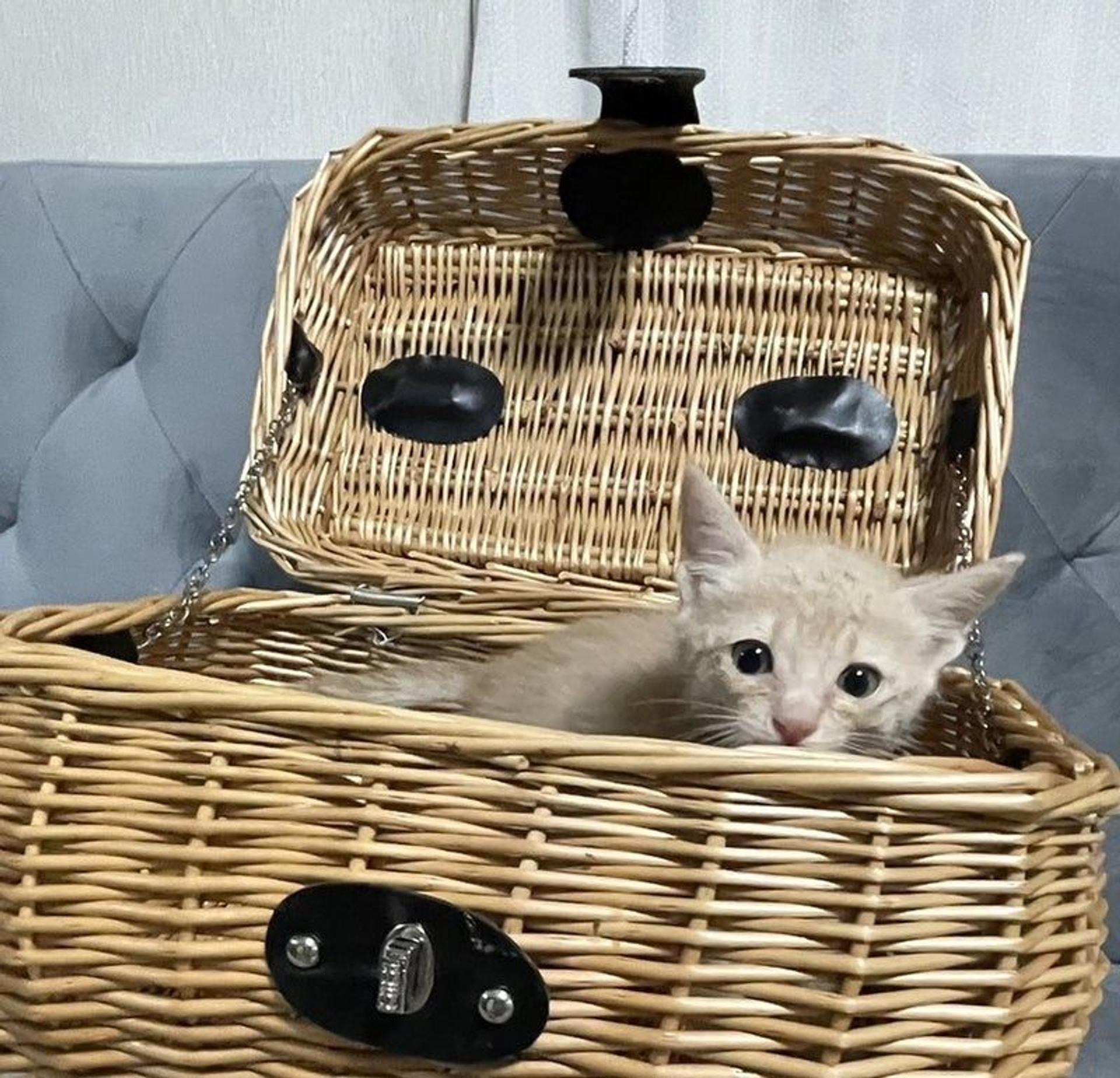 pet-image-3