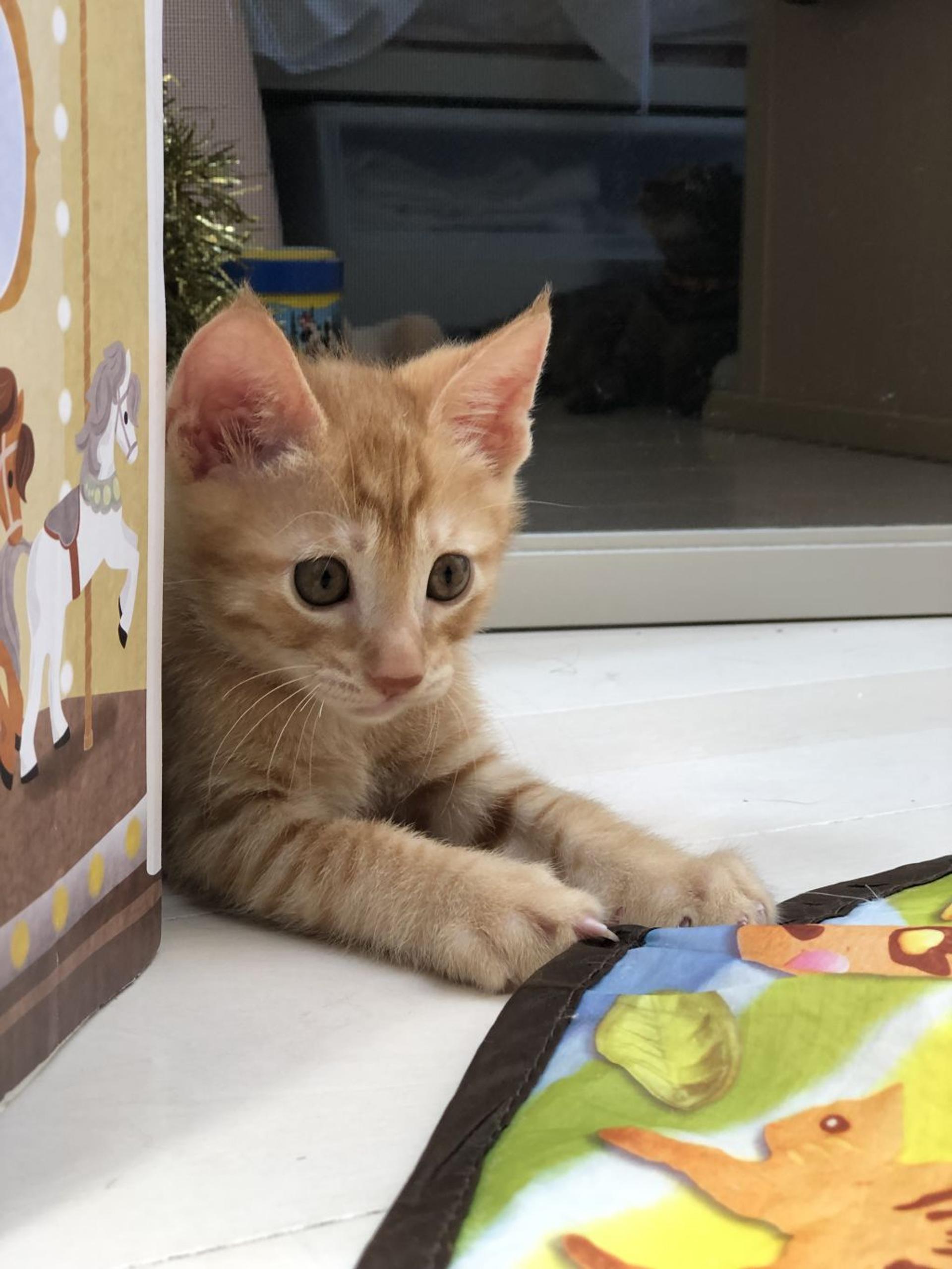 pet-image-3