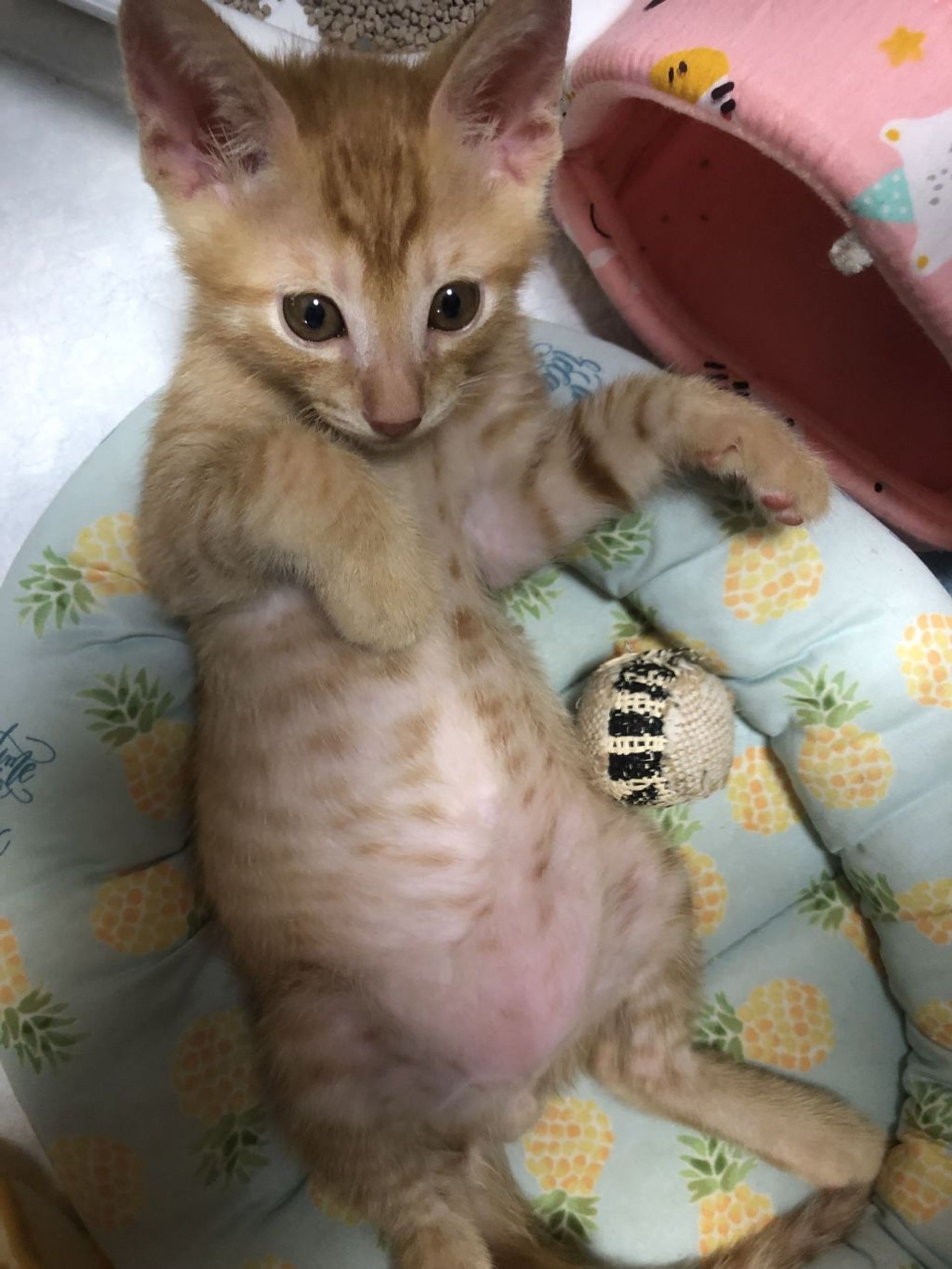 雑種（ミックス猫）・オスの里親募集の写真