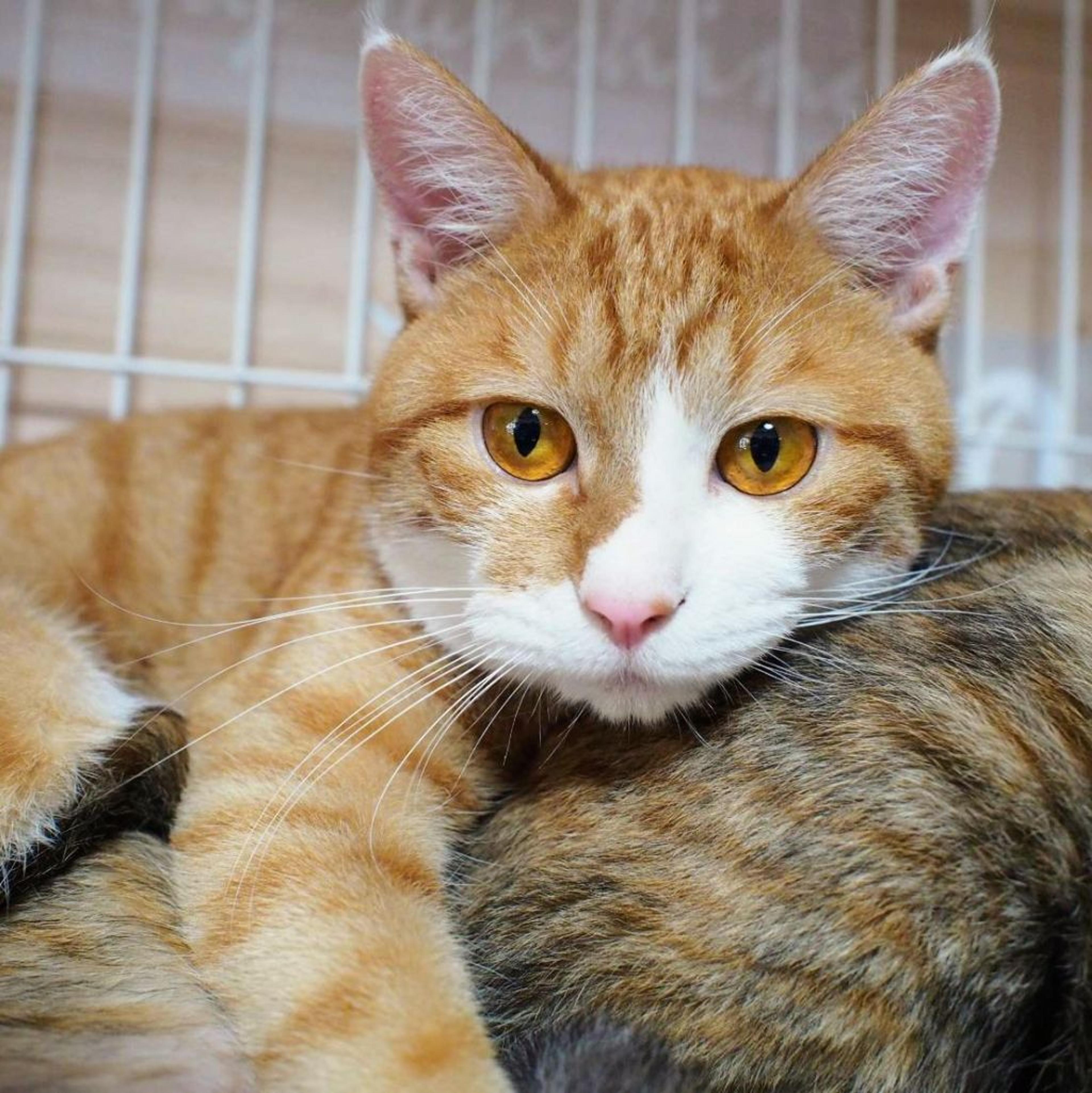pet-image-2