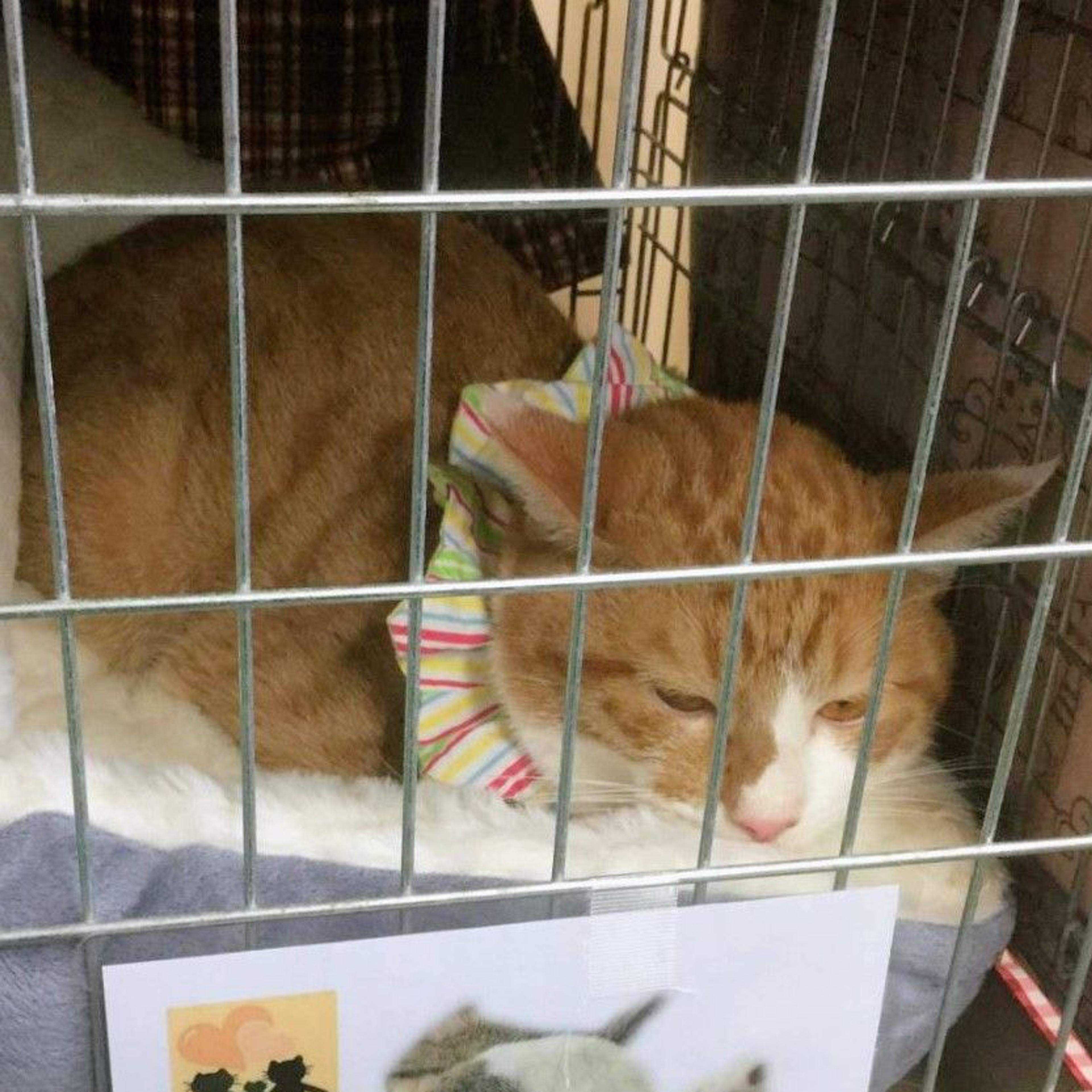 pet-image-3