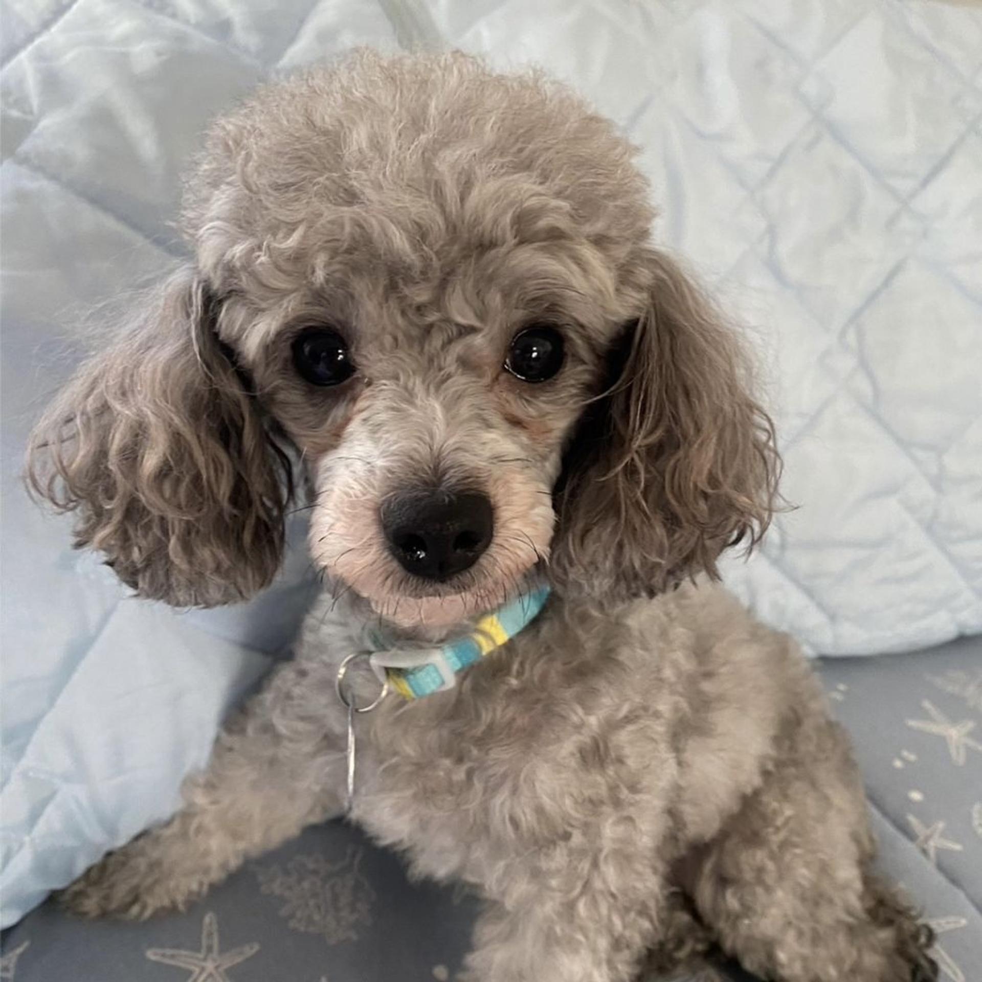 pet-image-5
