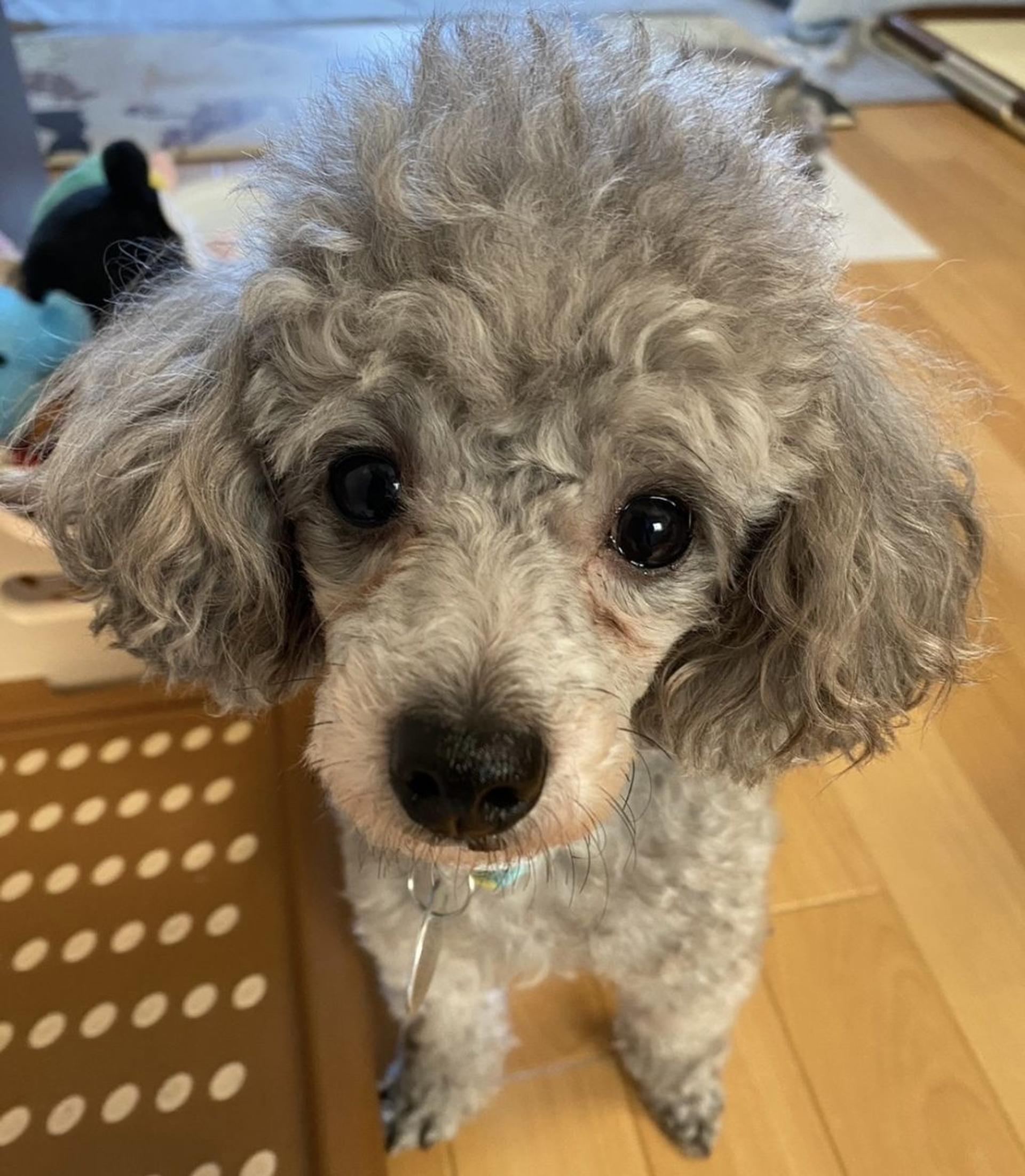 pet-image-6