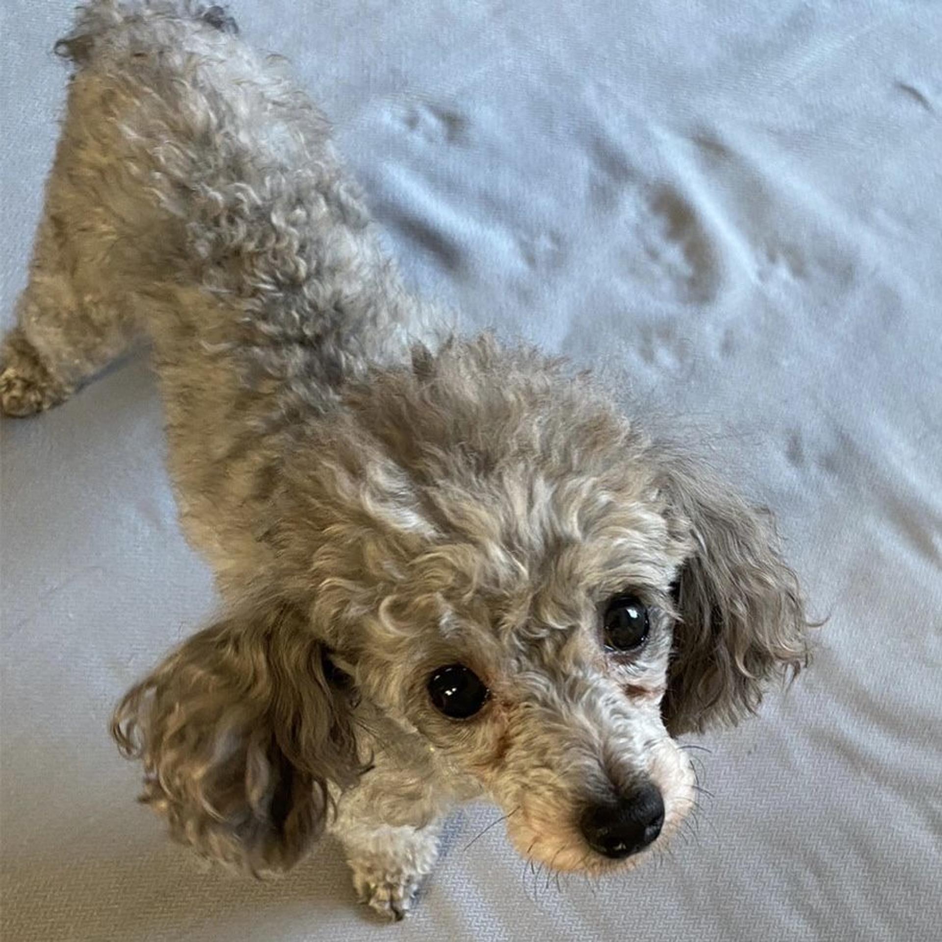 pet-image-8