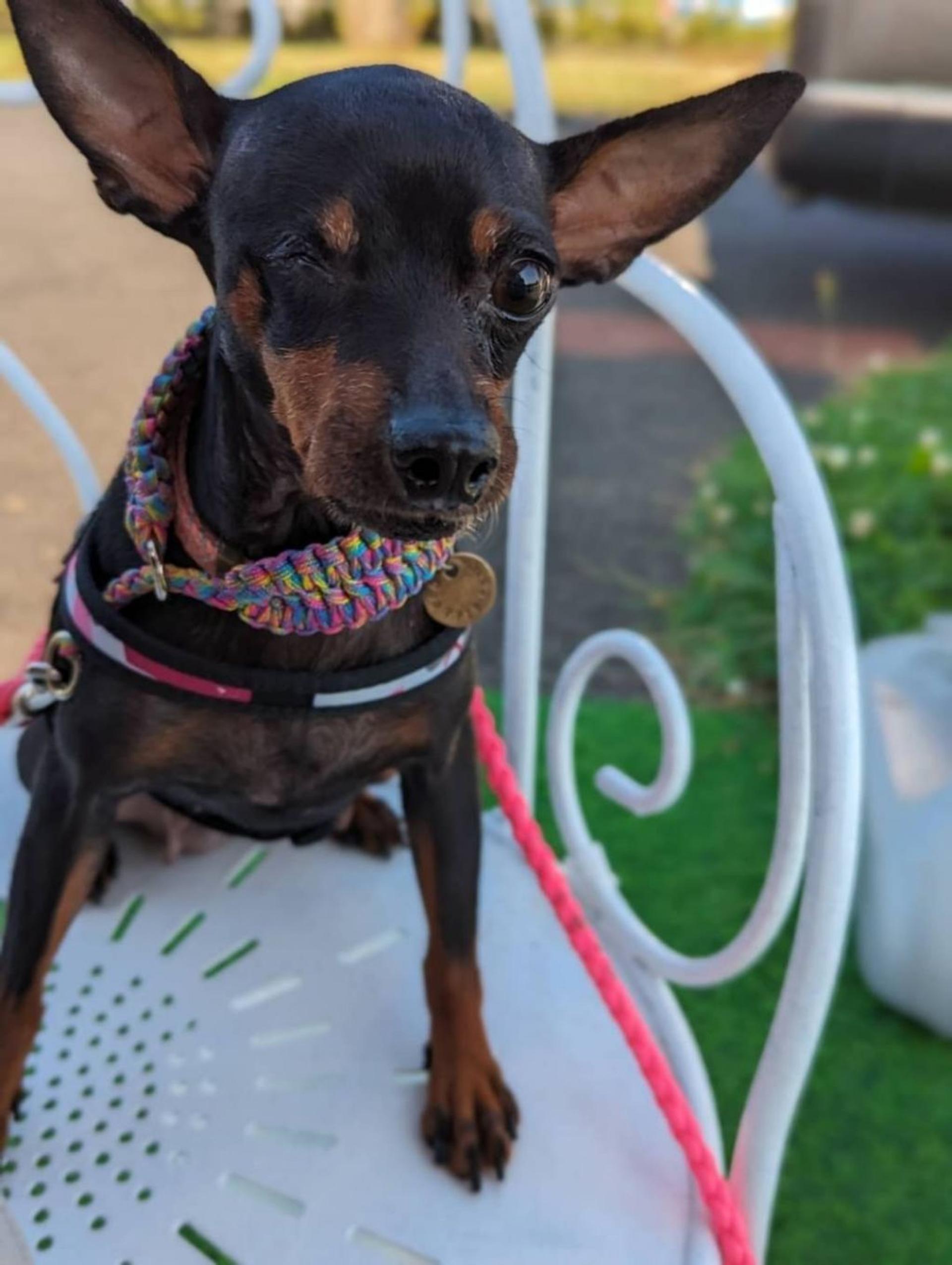 pet-image-4