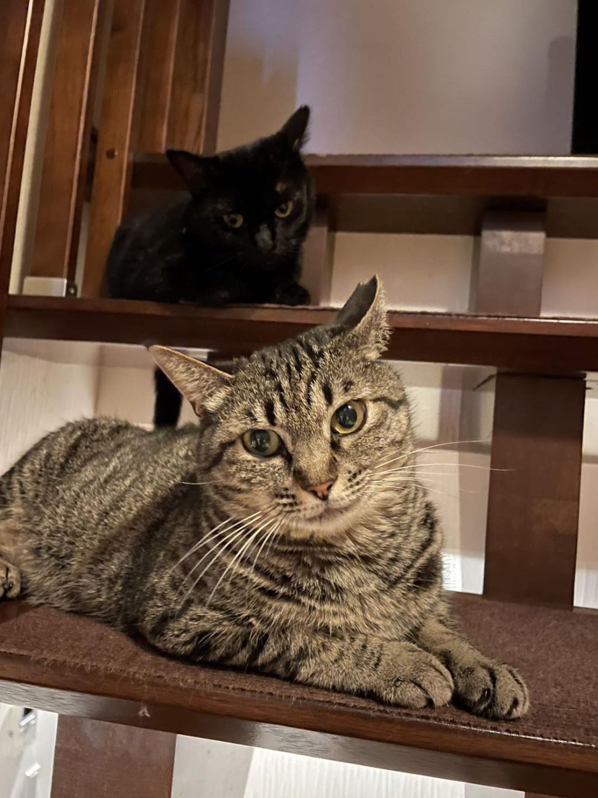 雑種（ミックス猫）・メスの里親募集の写真