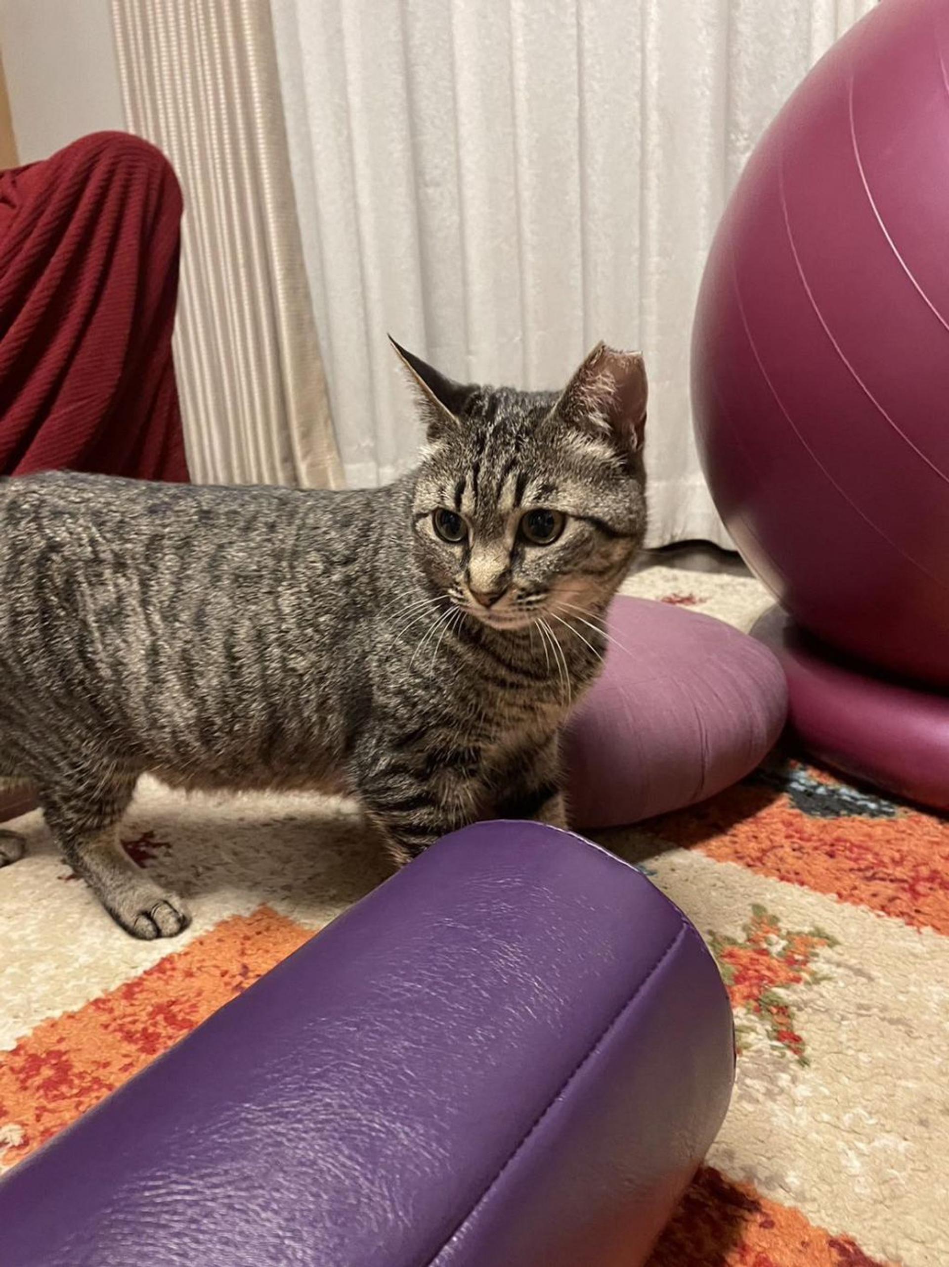pet-image-3