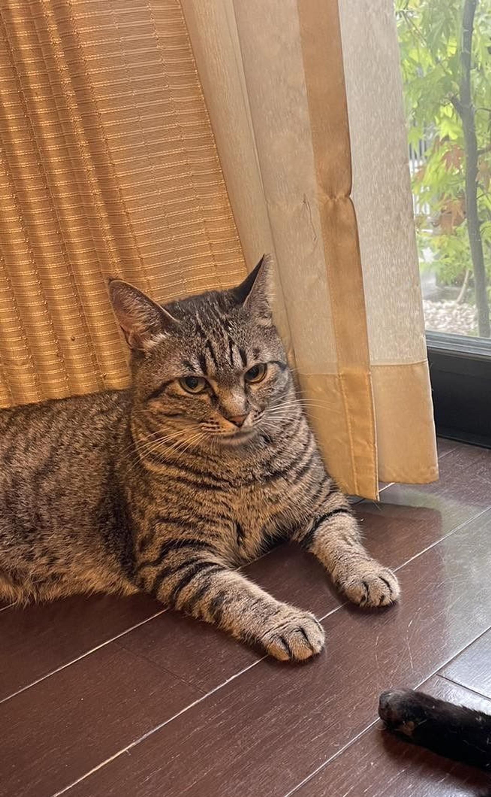 pet-image-5