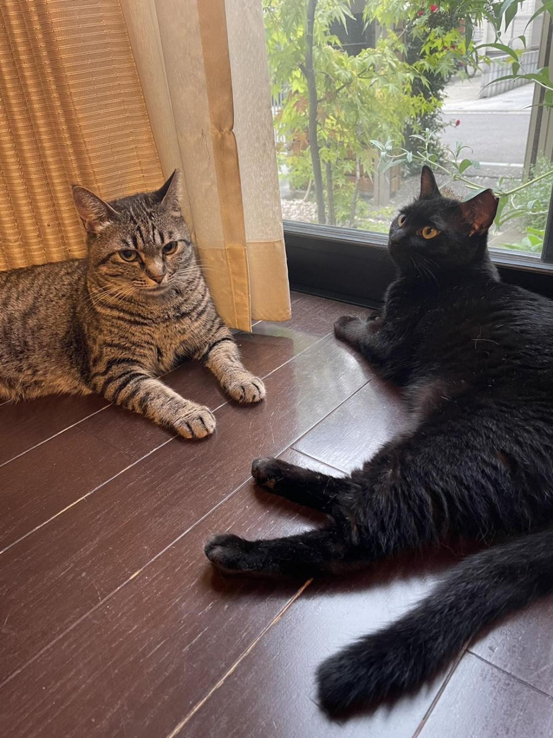 pet-image-7