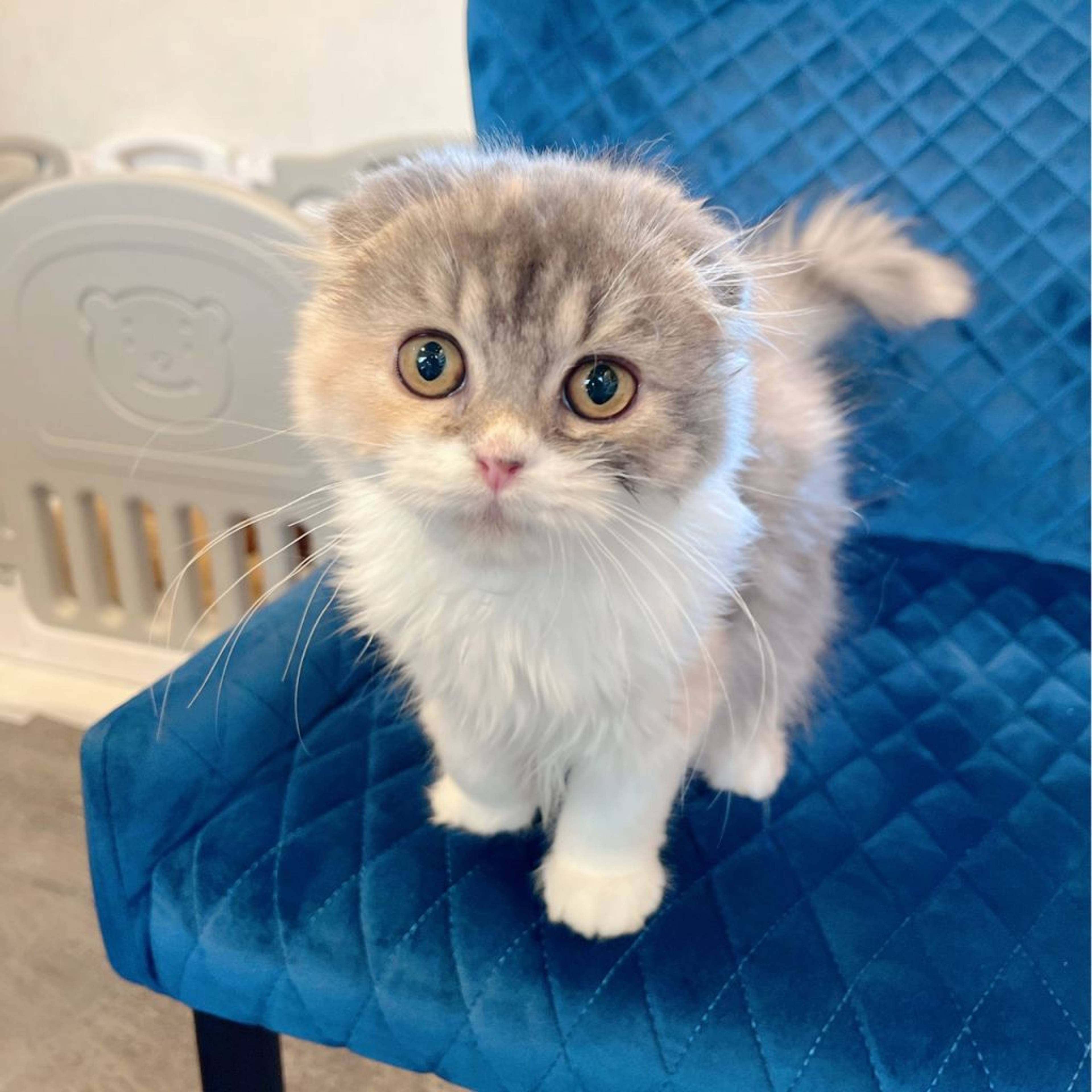 スコティッシュフォールド・メスの里親募集の写真
