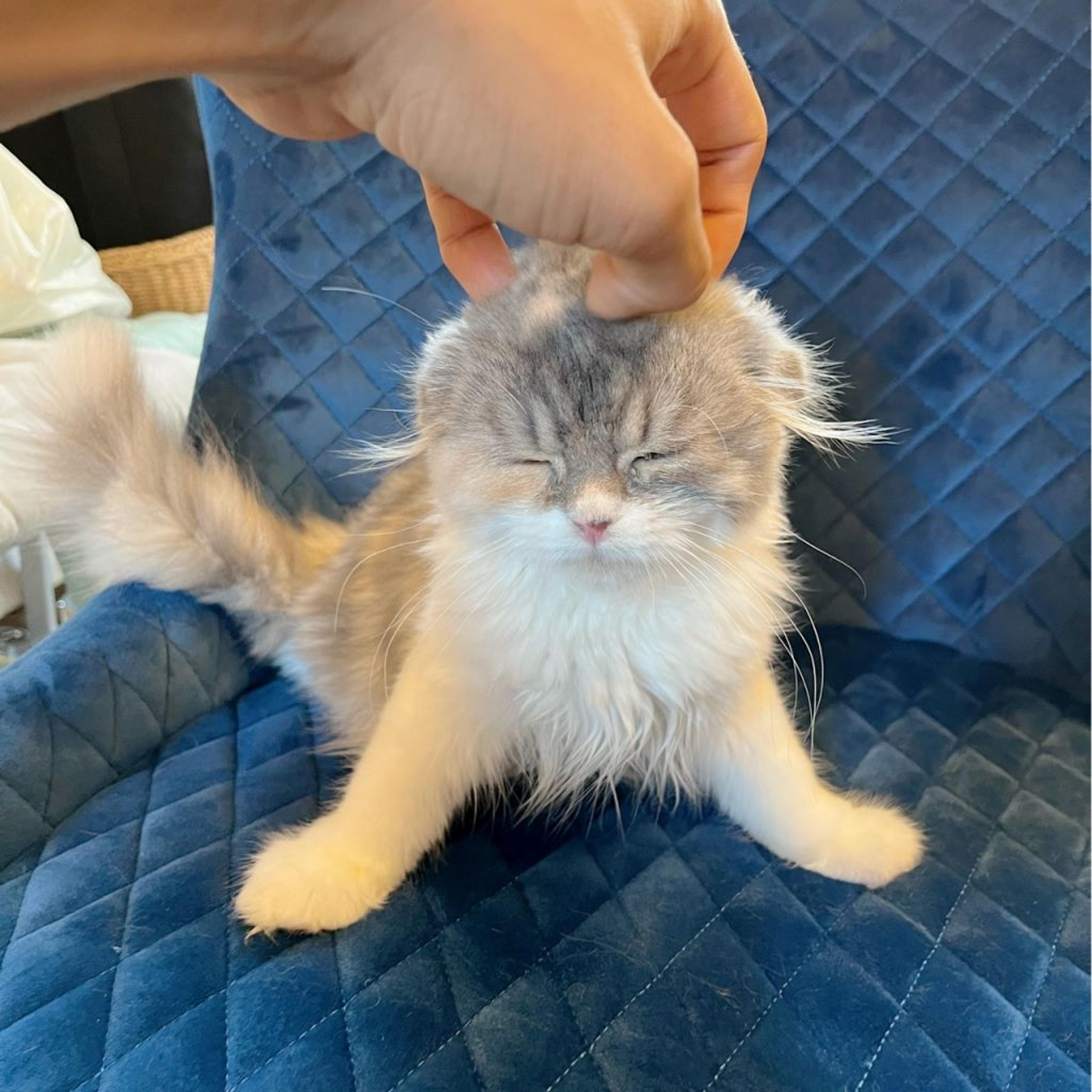 pet-image-3