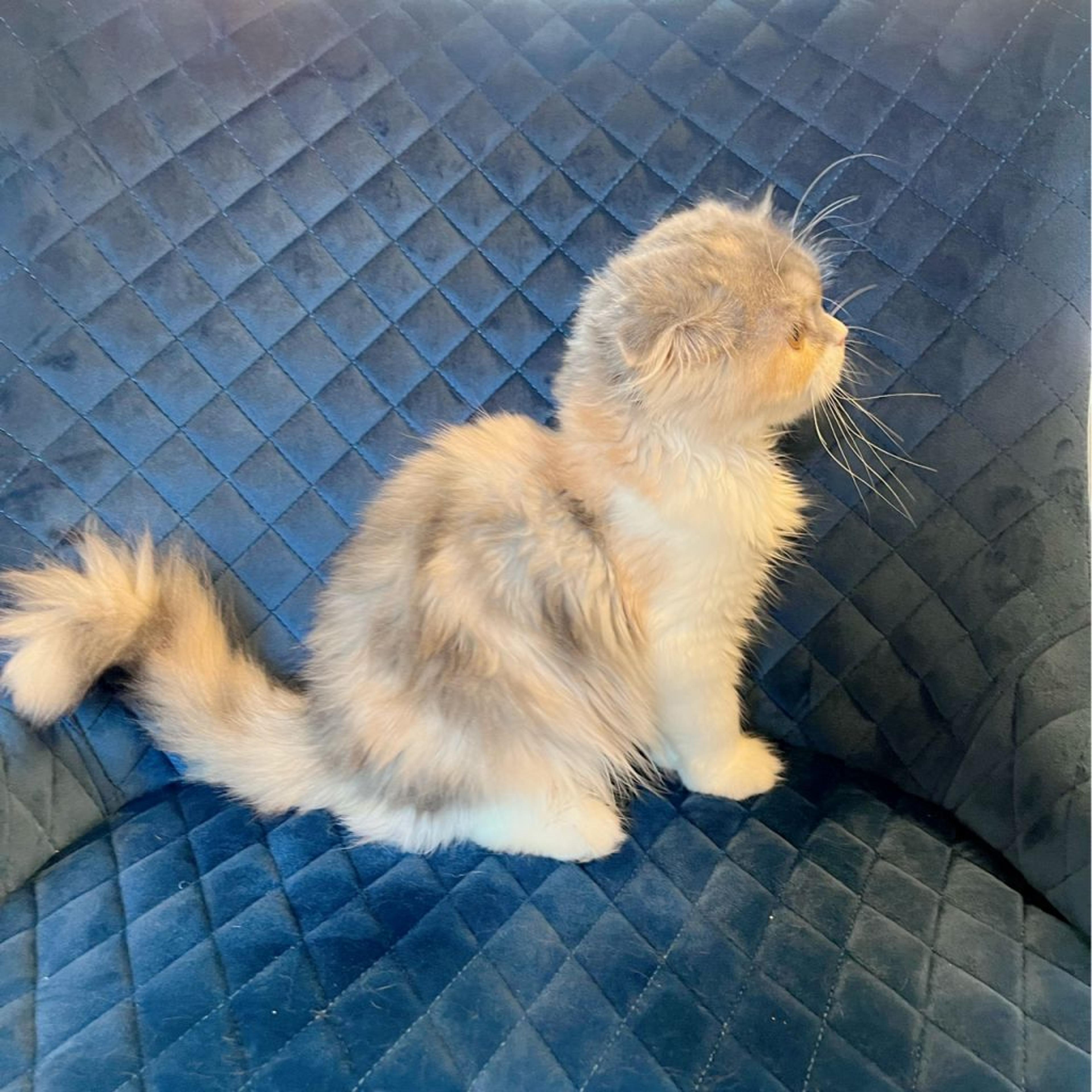 pet-image-4