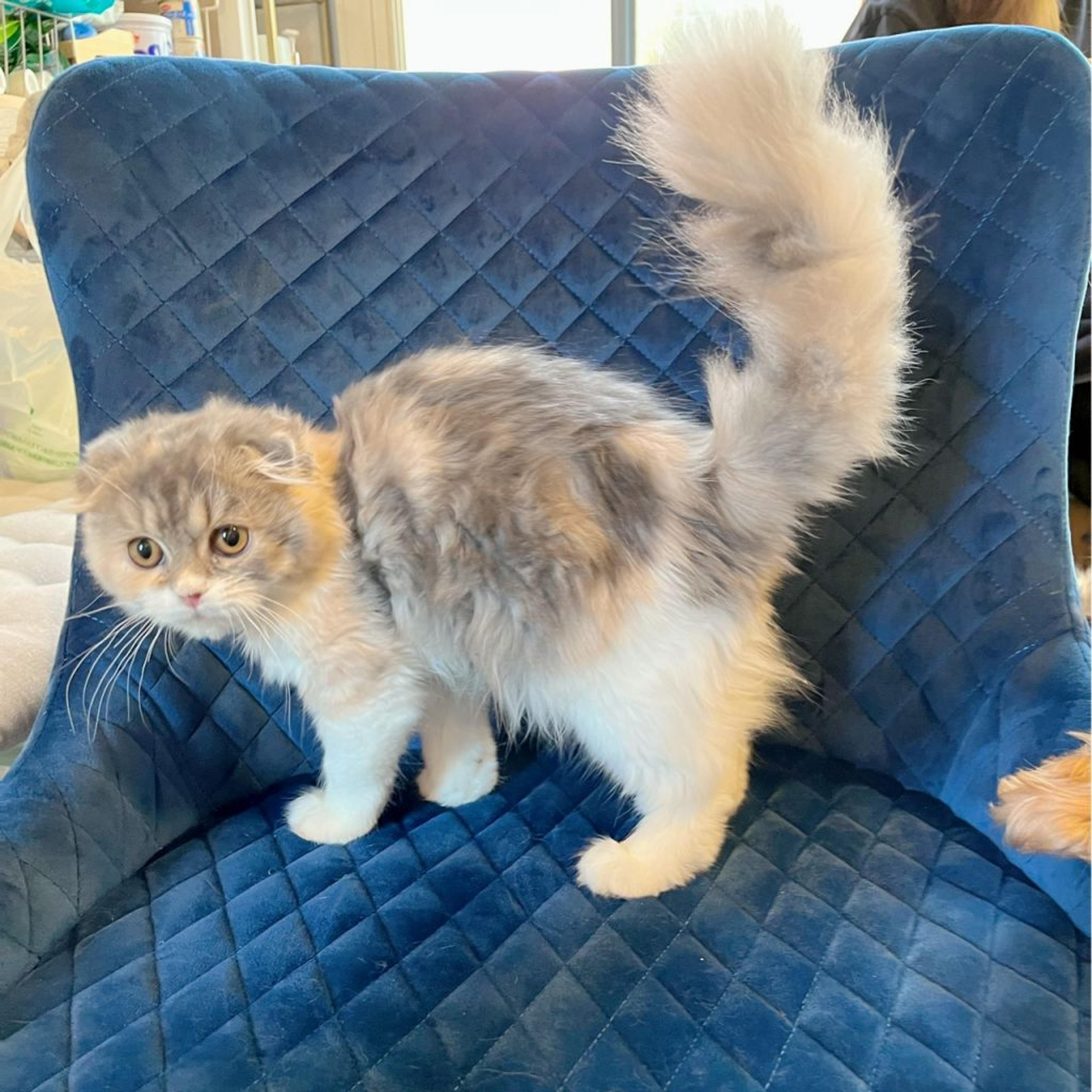 pet-image-5