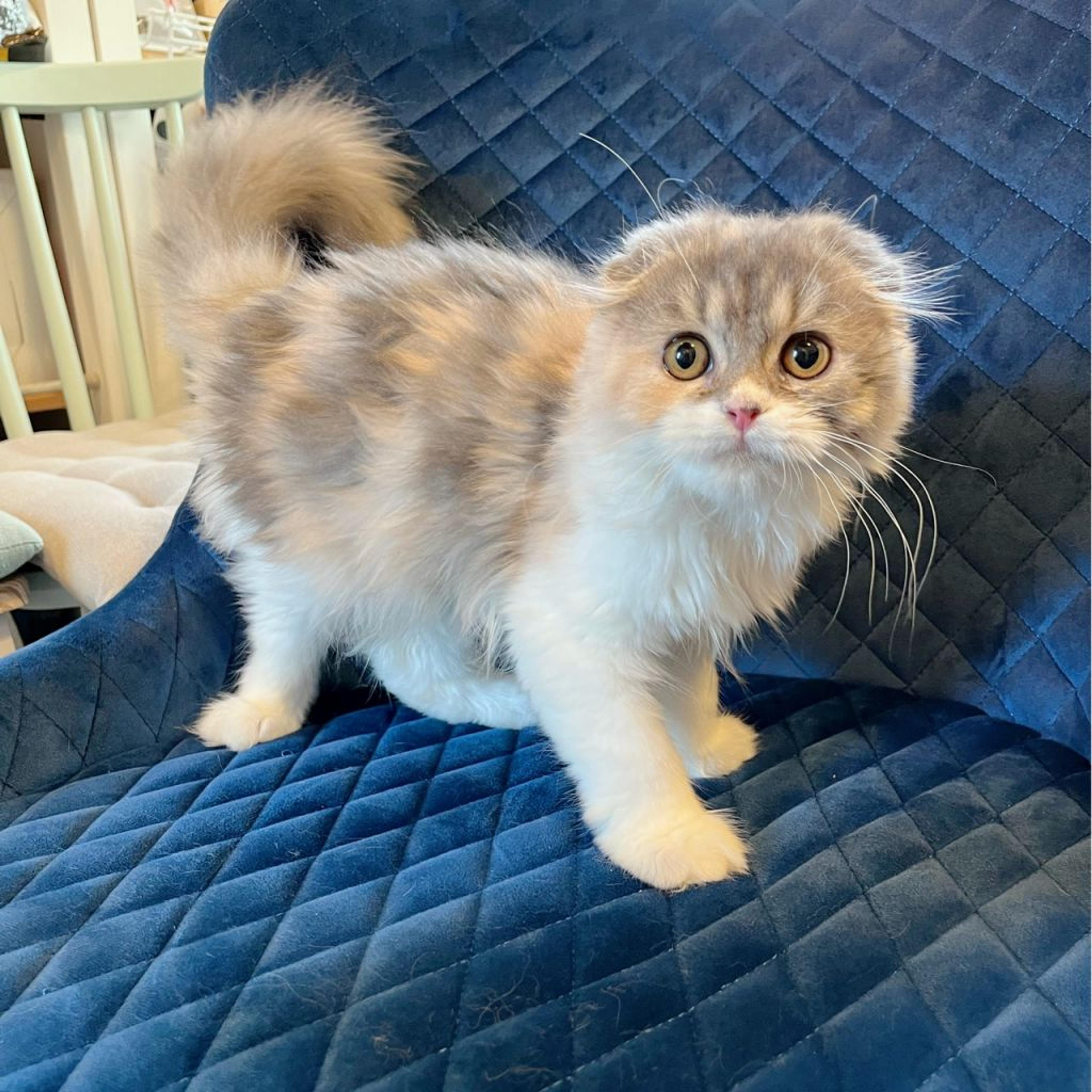 pet-image-6