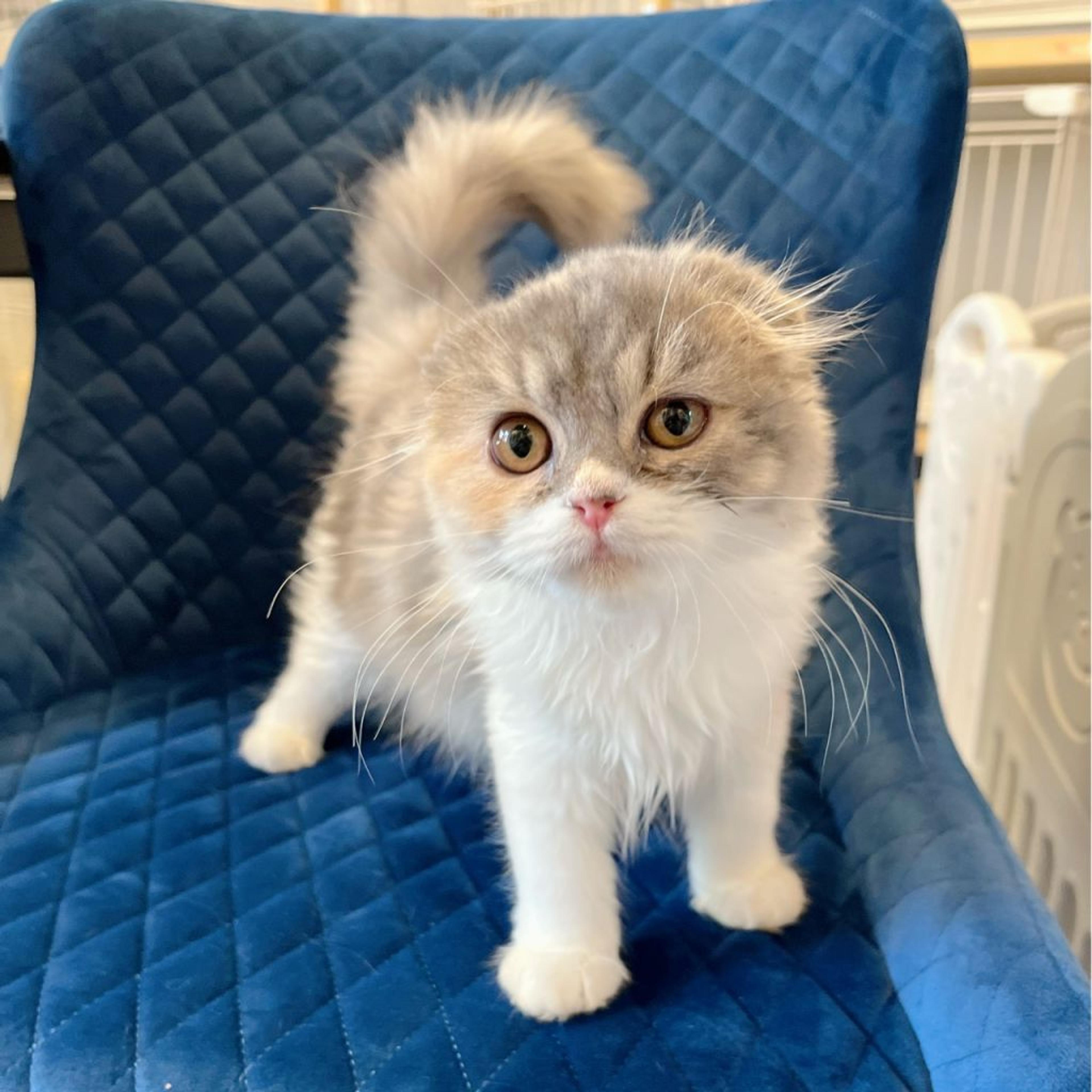 pet-image-7