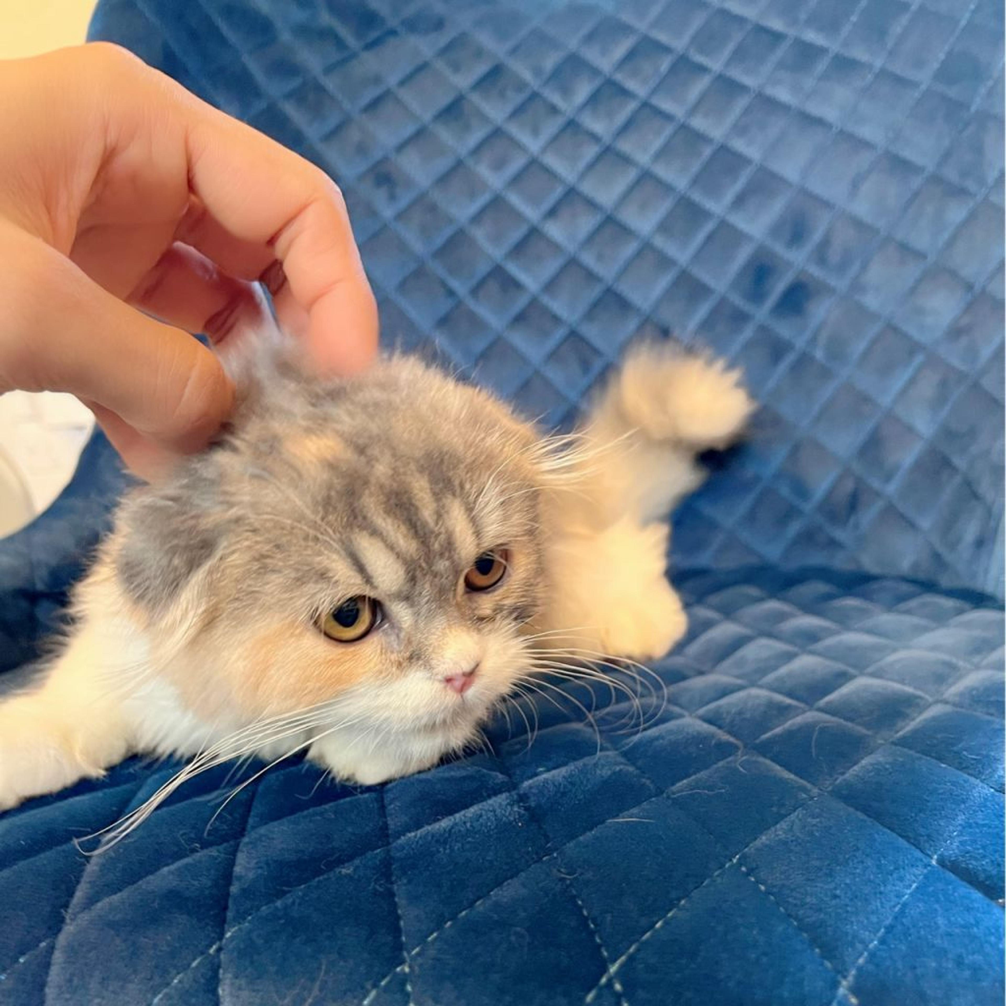 pet-image-8