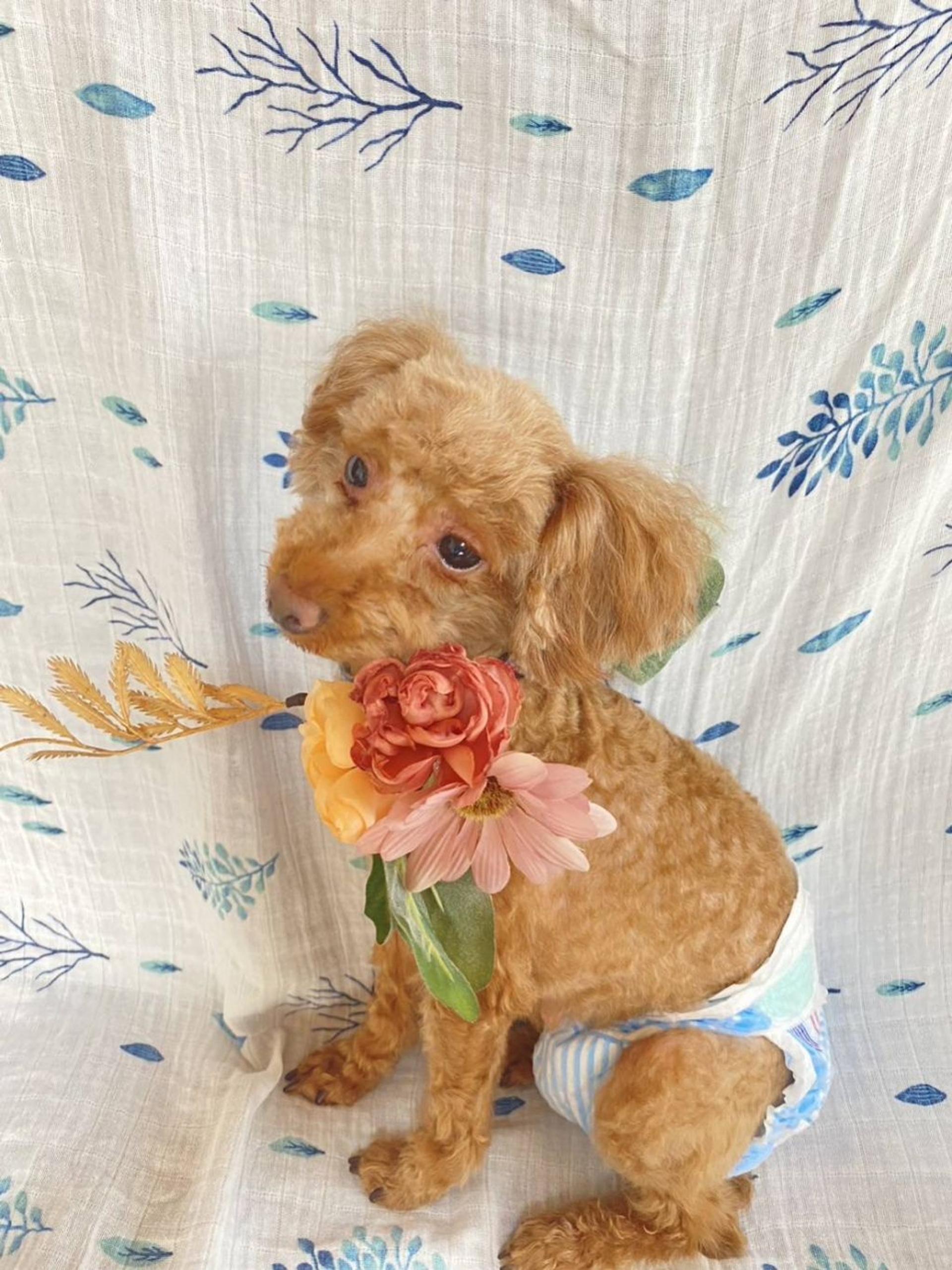 pet-image-4