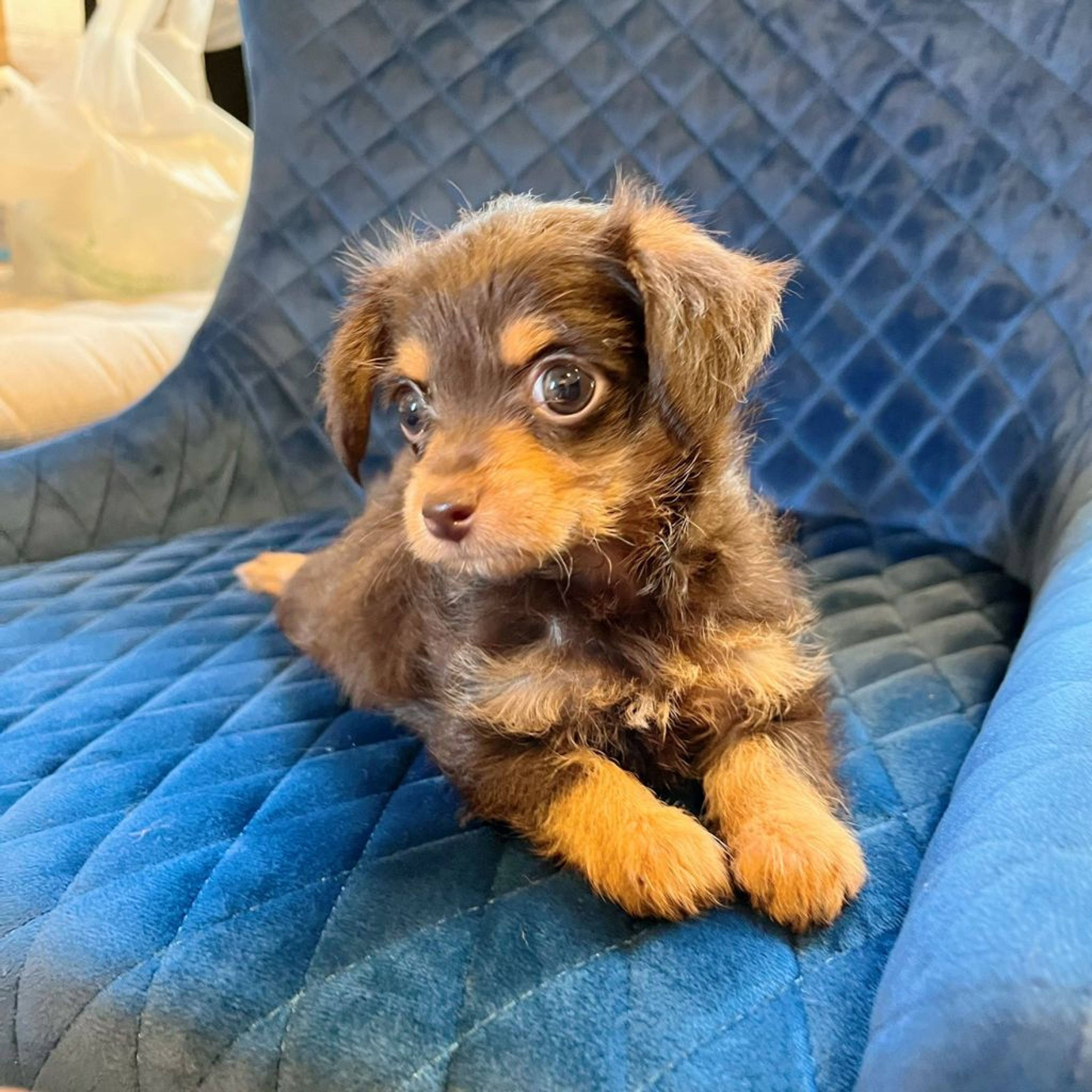 雑種（ミックス犬）・メスの里親募集の写真