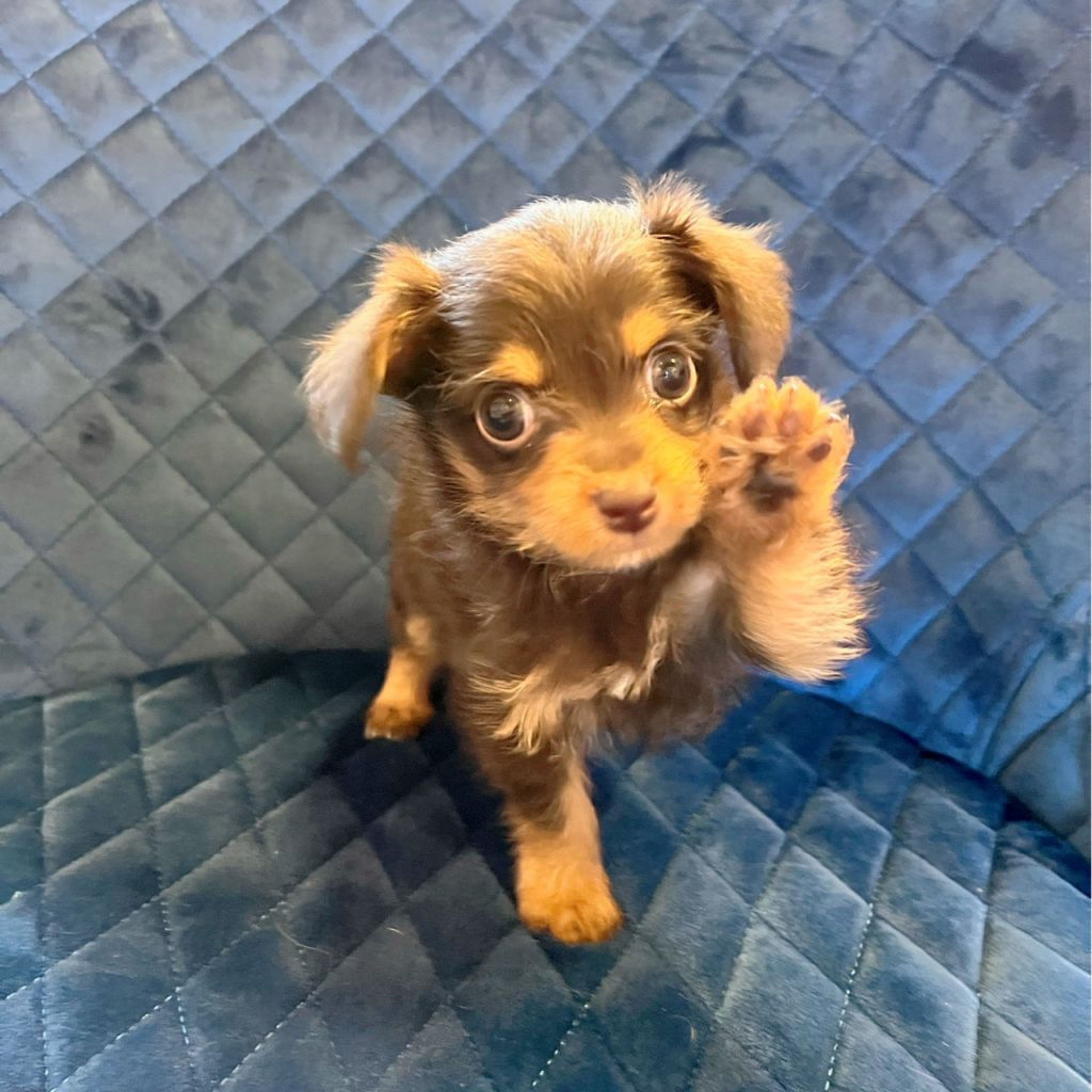 pet-image-2