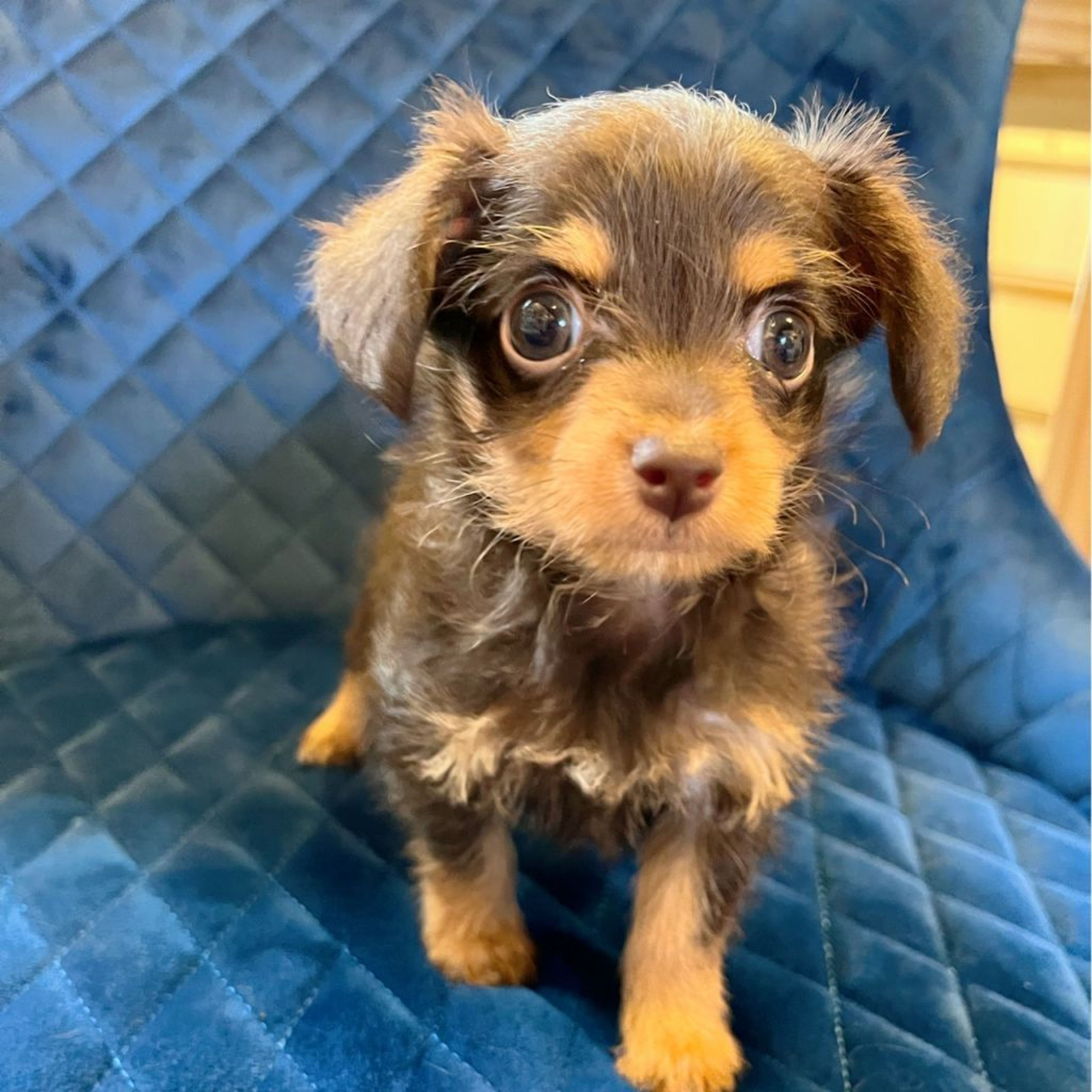 pet-image-3