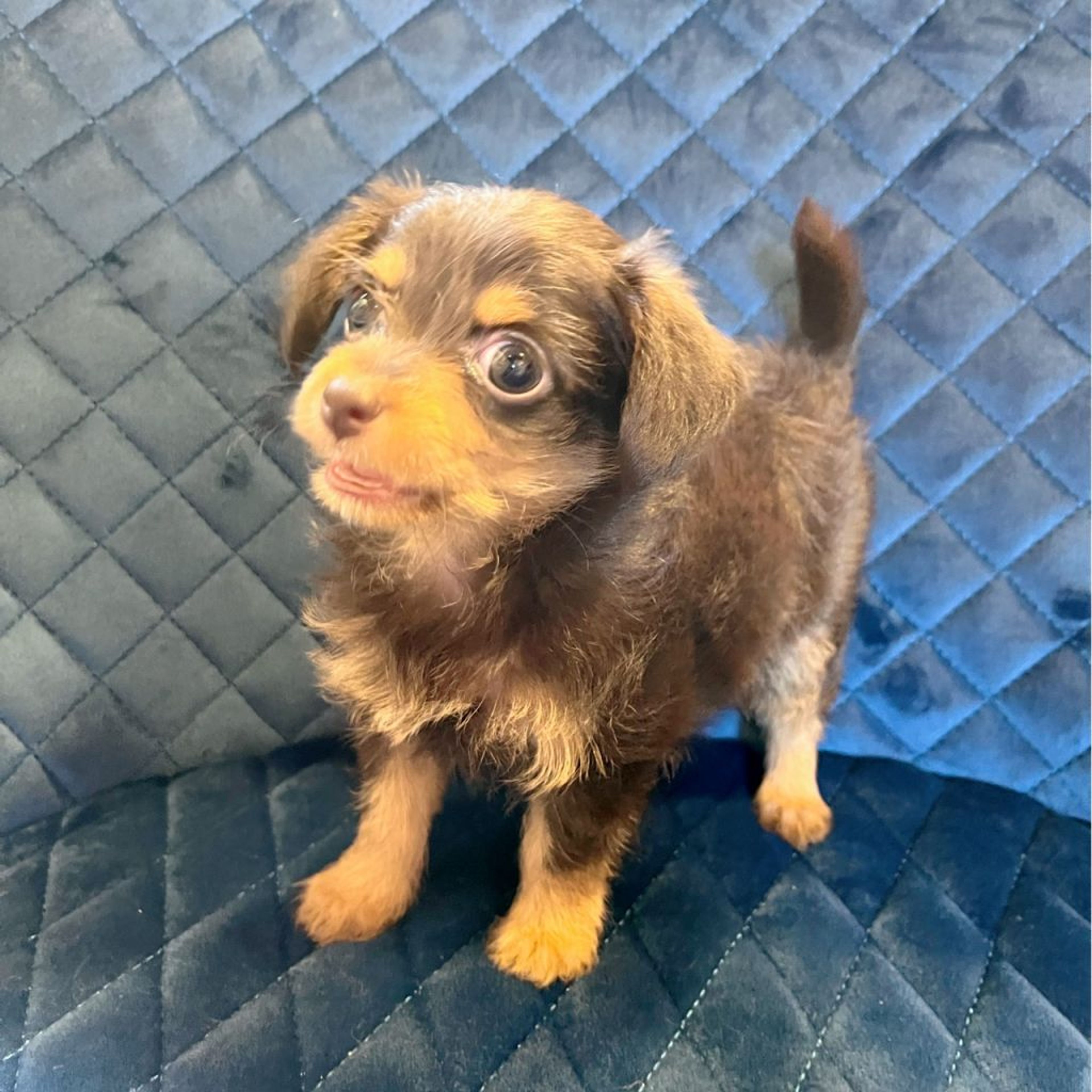 pet-image-4