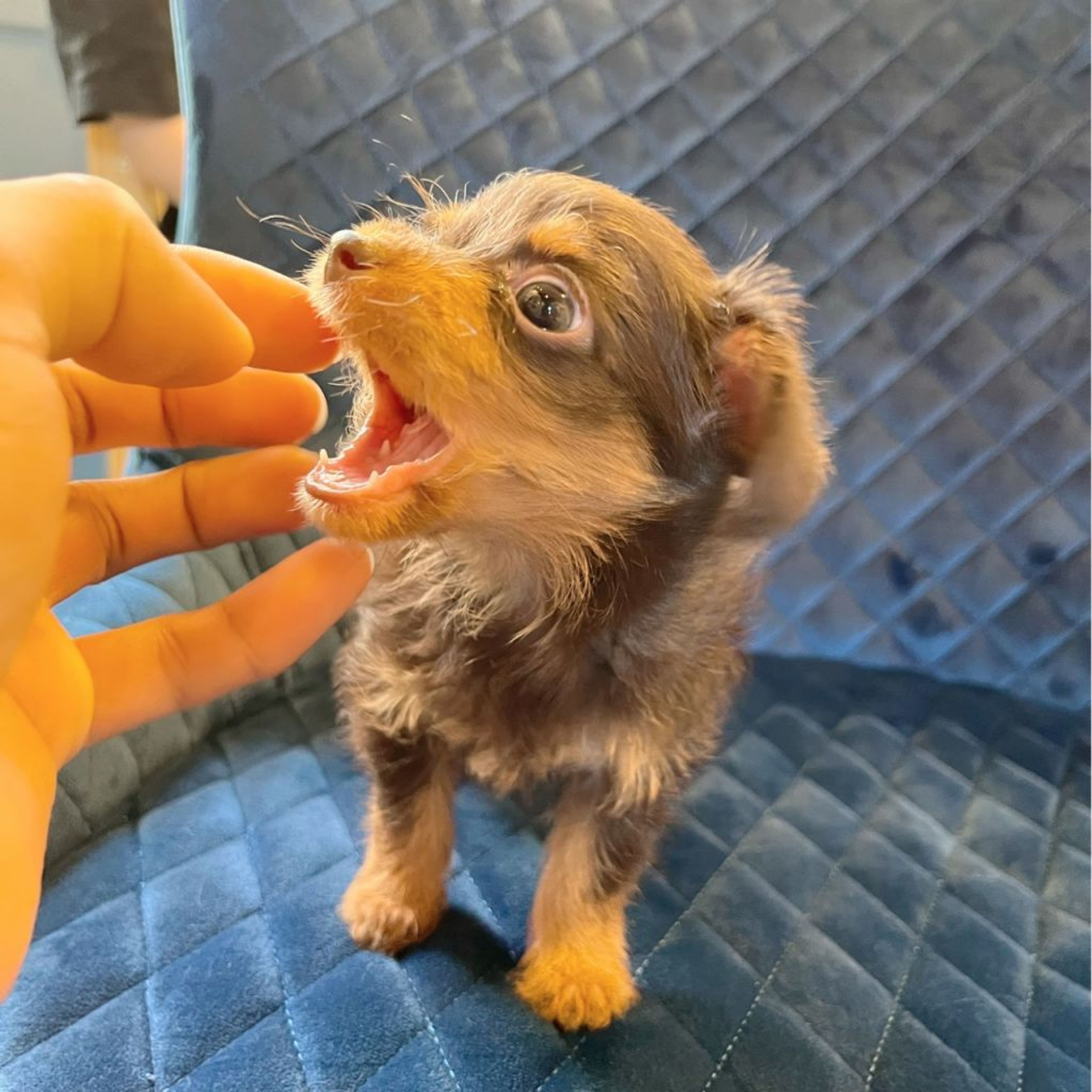 pet-image-5
