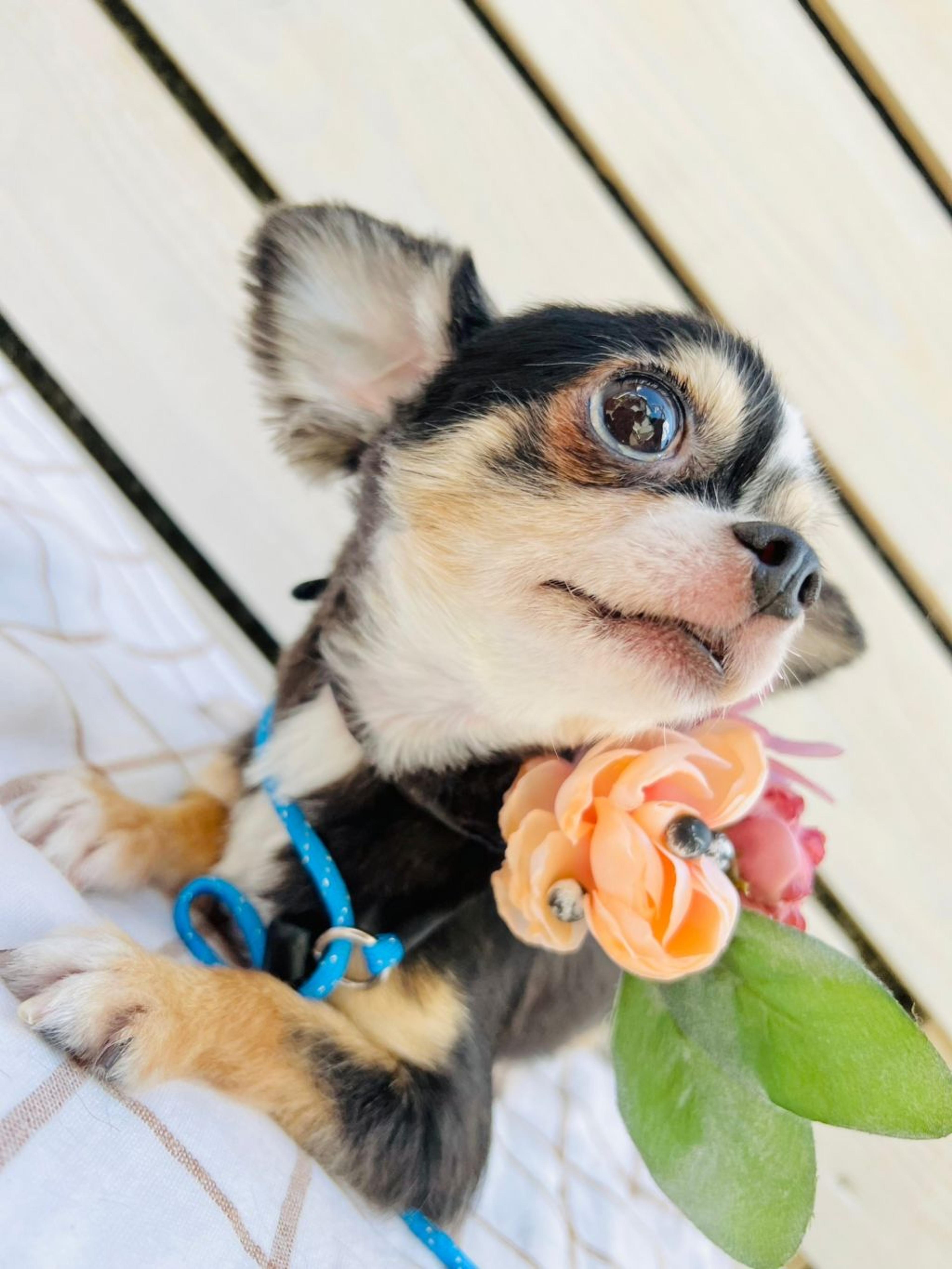 pet-image-3