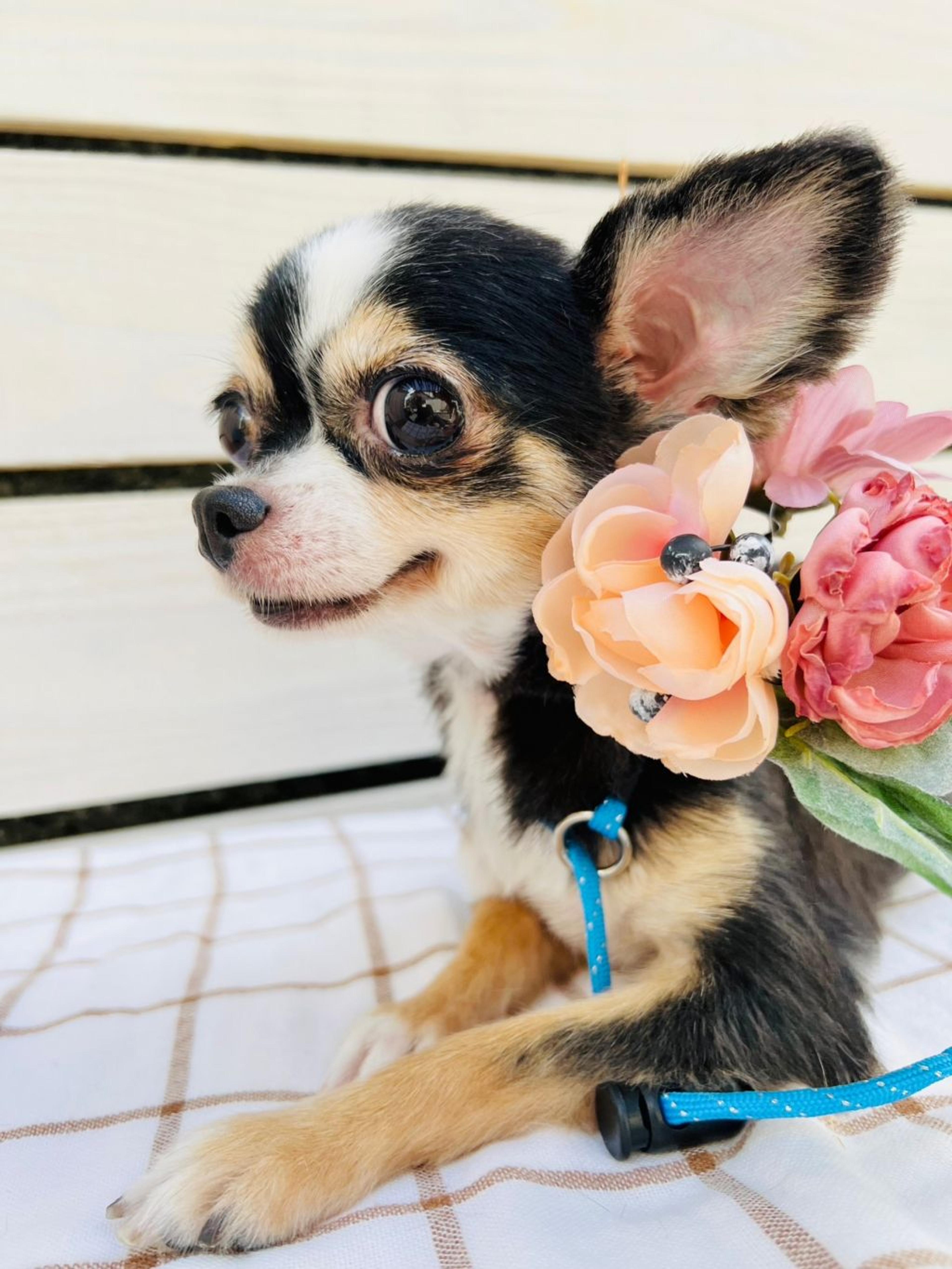 pet-image-4