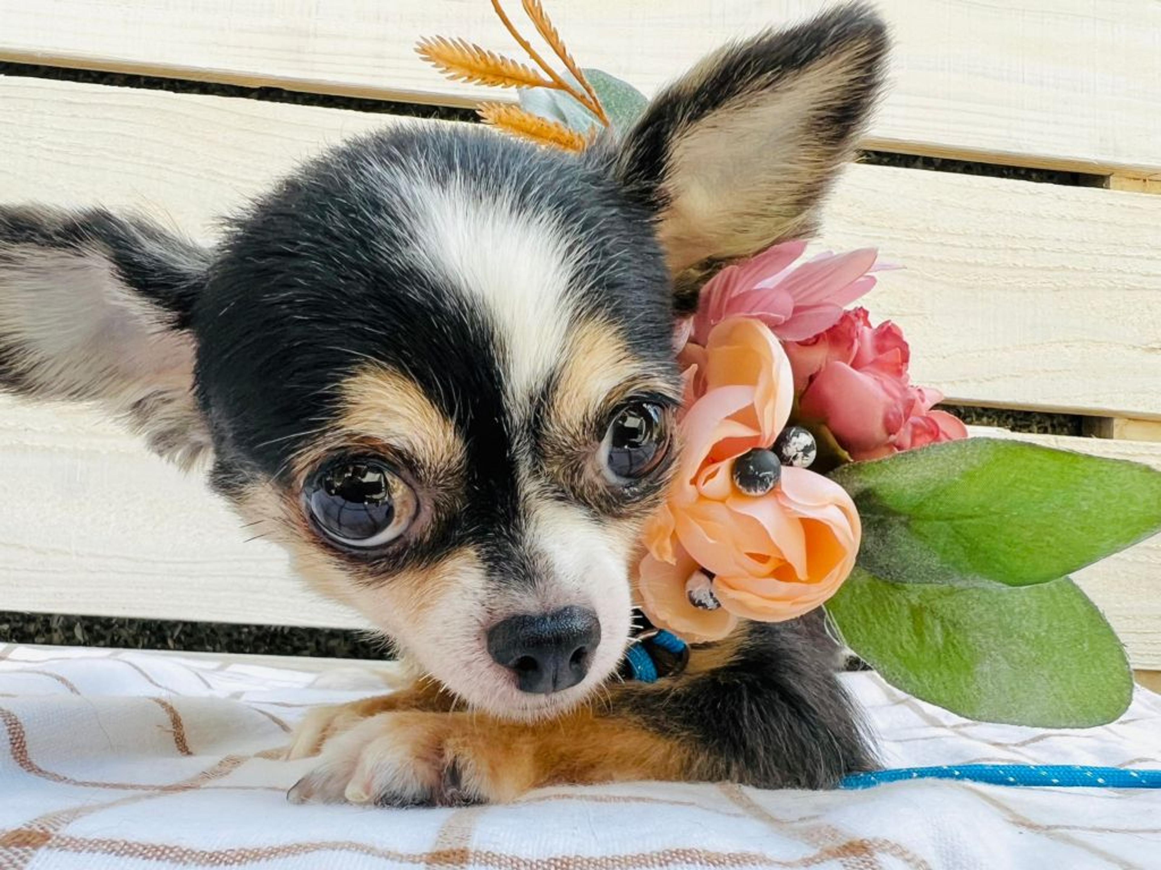 pet-image-5