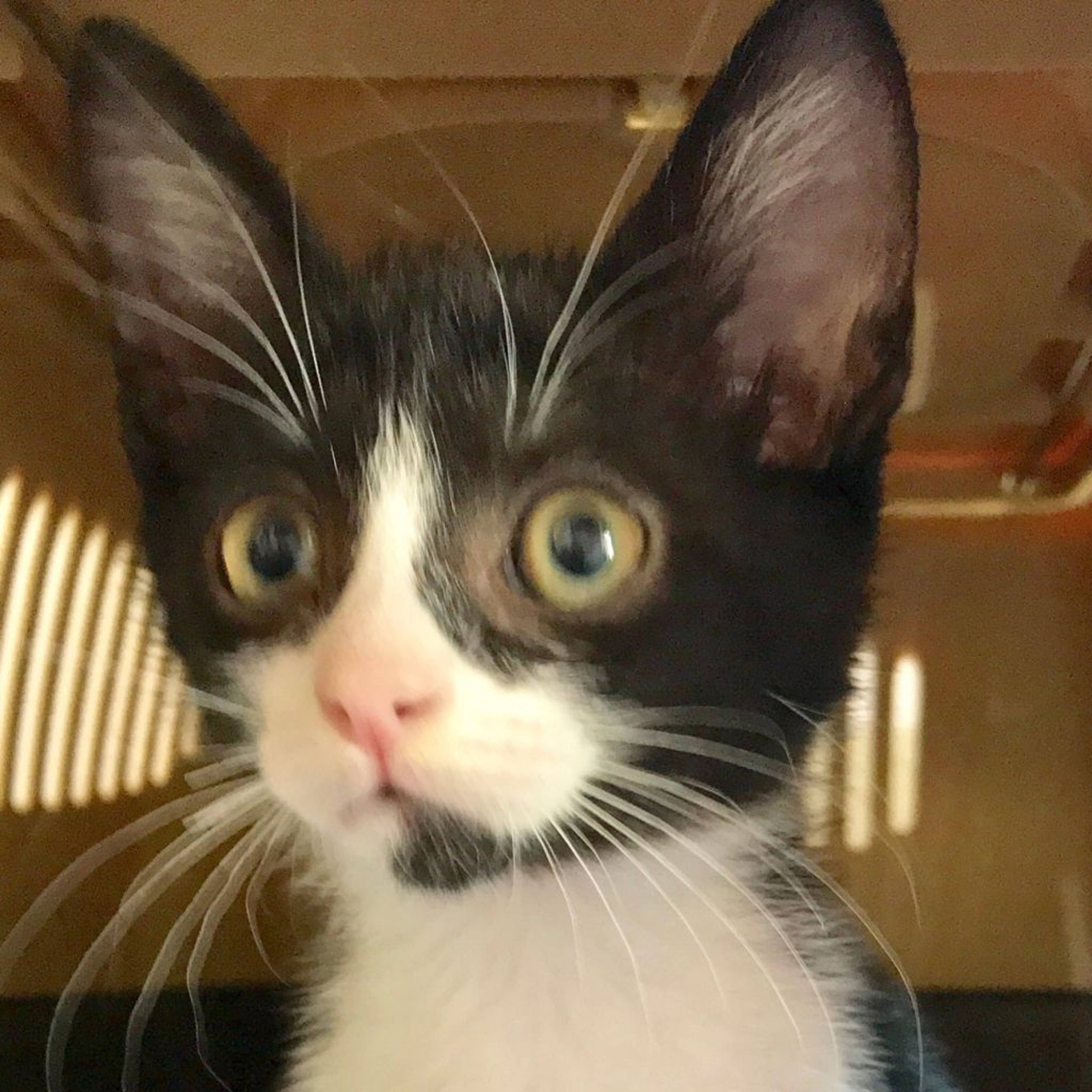 雑種（ミックス猫）・オスの里親募集の写真