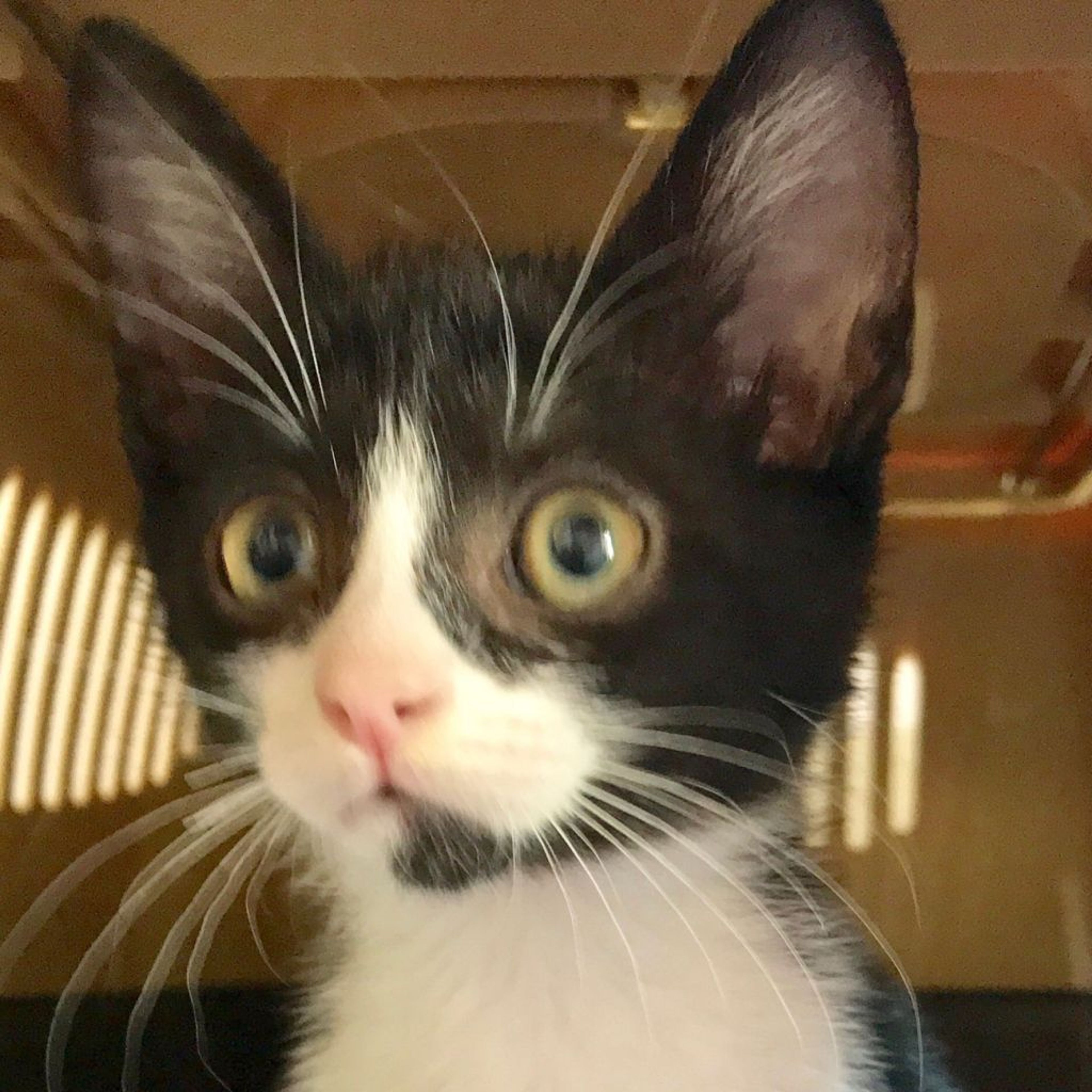 雑種（ミックス猫）・オスの里親募集の写真
