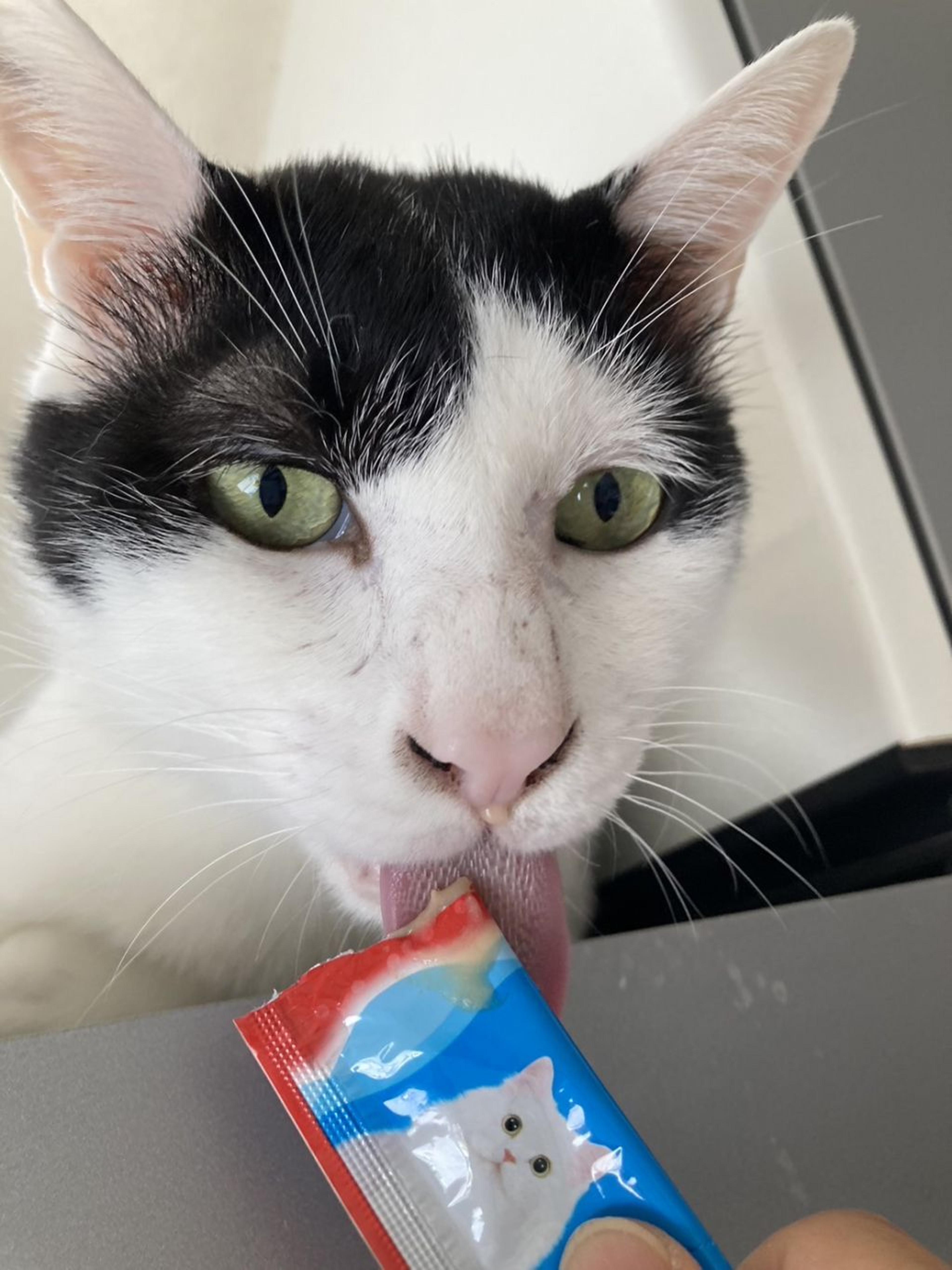 pet-image-2
