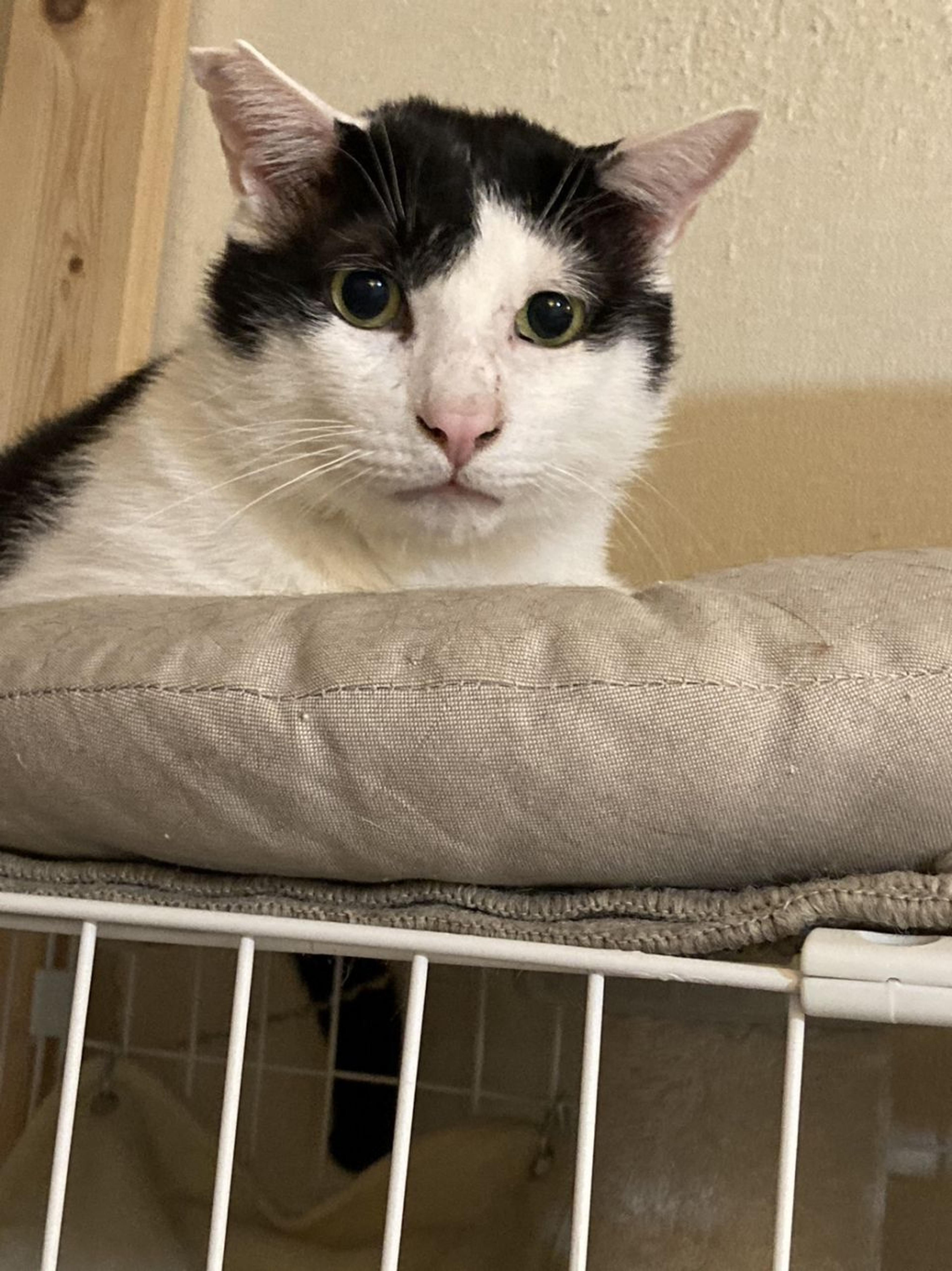 pet-image-3